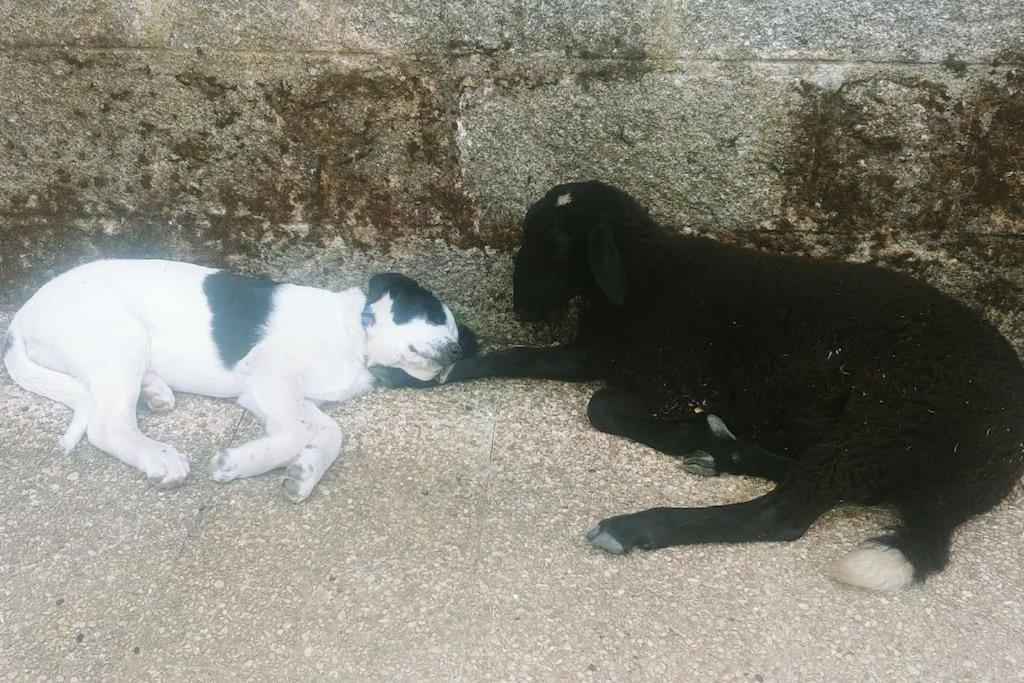 Casa en campo para desconectar en Madrid con Animales