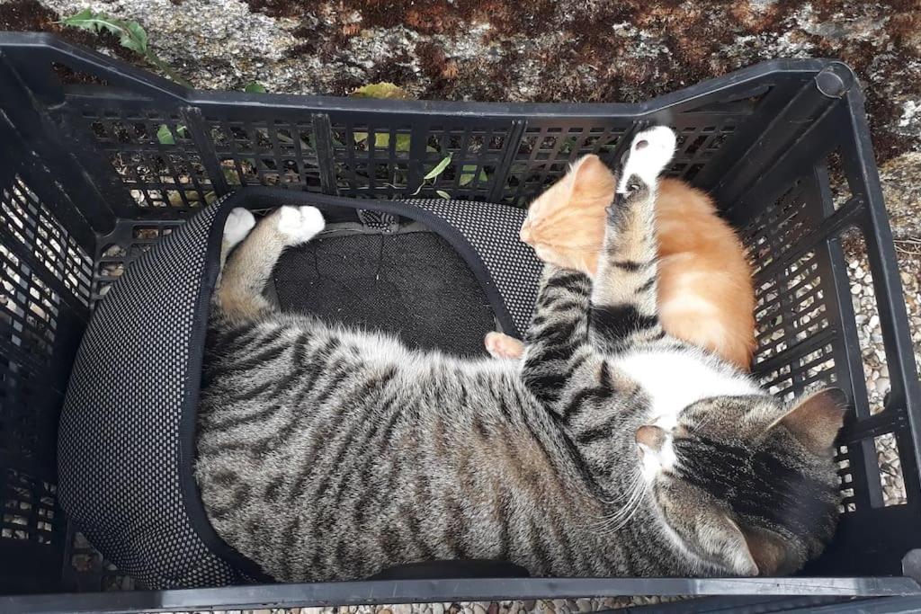 Casa en campo para desconectar en Madrid con Animales