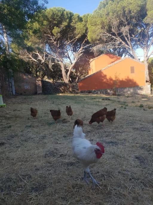 Casa en campo para desconectar en Madrid con Animales
