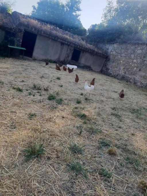 Casa en campo para desconectar en Madrid con Animales