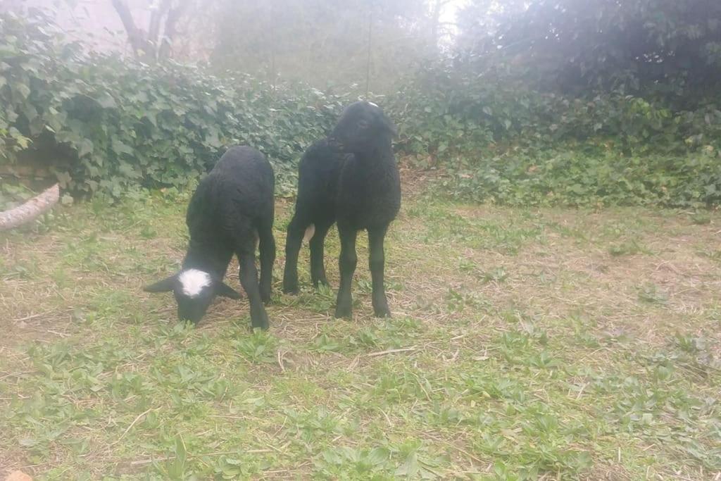 Casa en campo para desconectar en Madrid con Animales