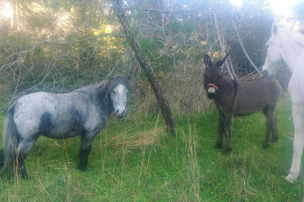 Casa en campo para desconectar en Madrid con Animales
