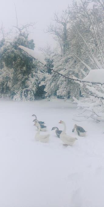 Casa en campo para desconectar en Madrid con Animales