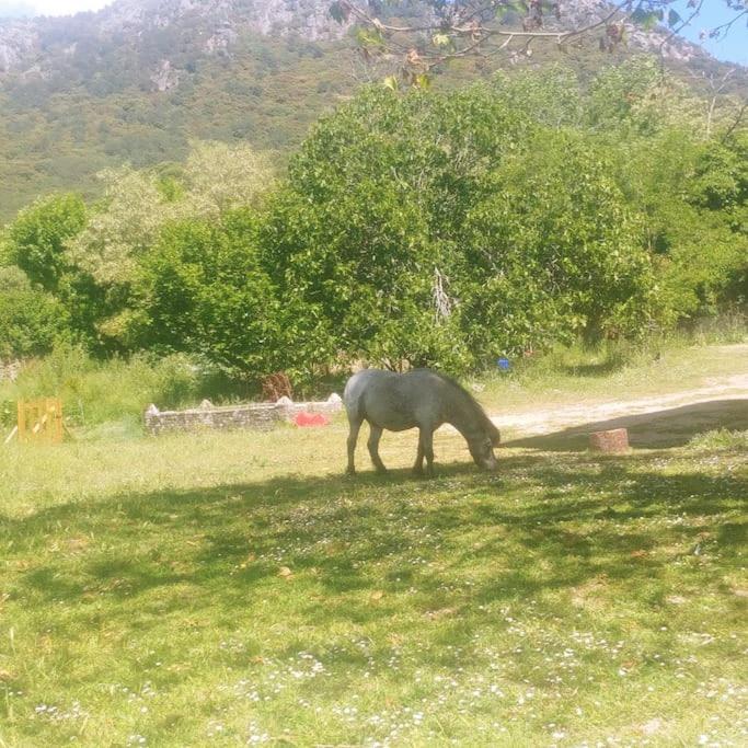 Casa en campo para desconectar en Madrid con Animales