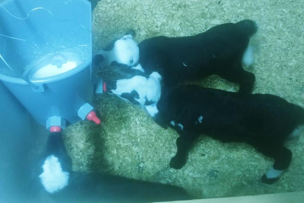 Casa en campo para desconectar en Madrid con Animales