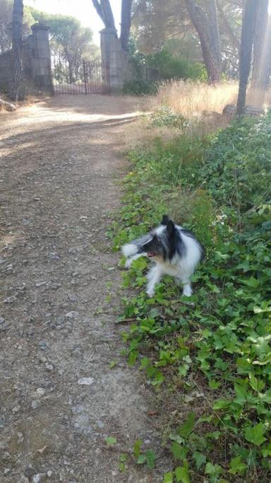 Casa en campo para desconectar en Madrid con Animales