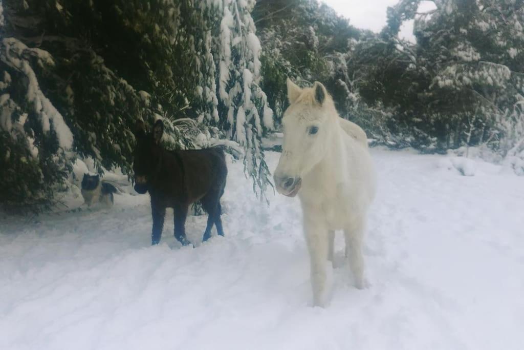 Casa en campo para desconectar en Madrid con Animales