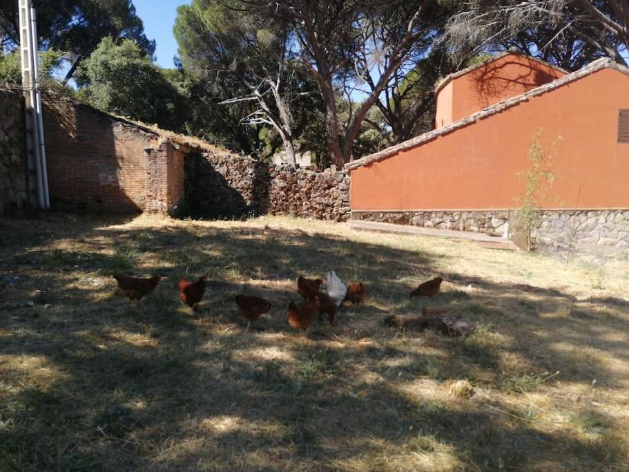 Casa en campo para desconectar en Madrid con Animales