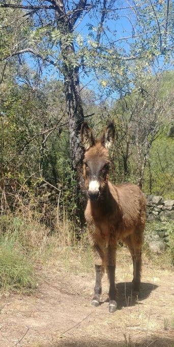 Casa en campo para desconectar en Madrid con Animales