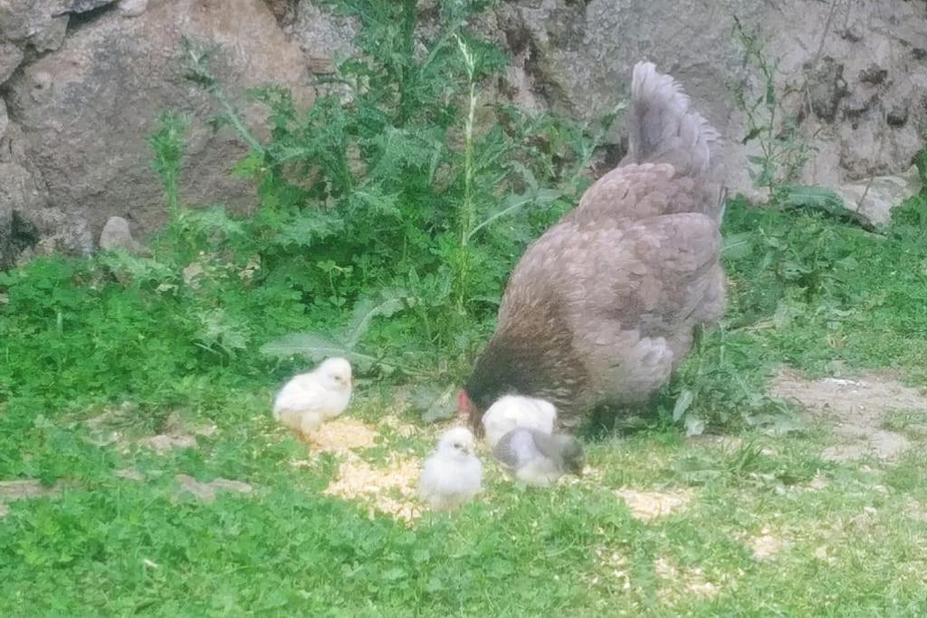 Casa en campo para desconectar en Madrid con Animales