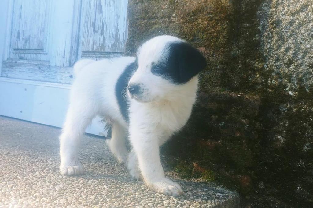 Casa en campo para desconectar en Madrid con Animales