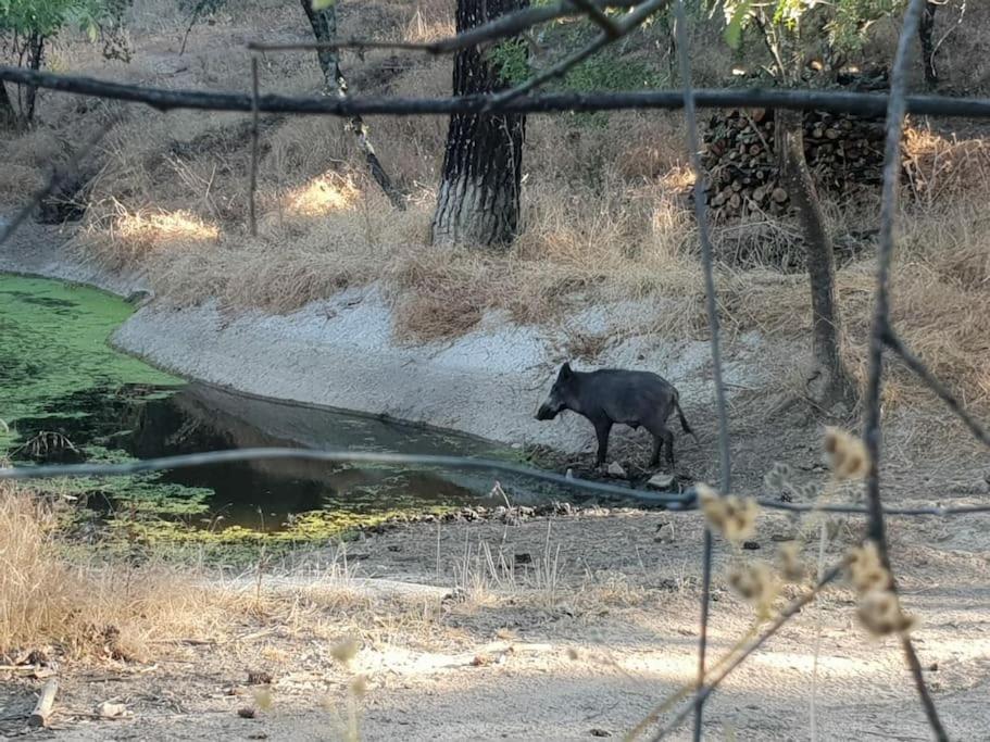 Casa en campo para desconectar en Madrid con Animales