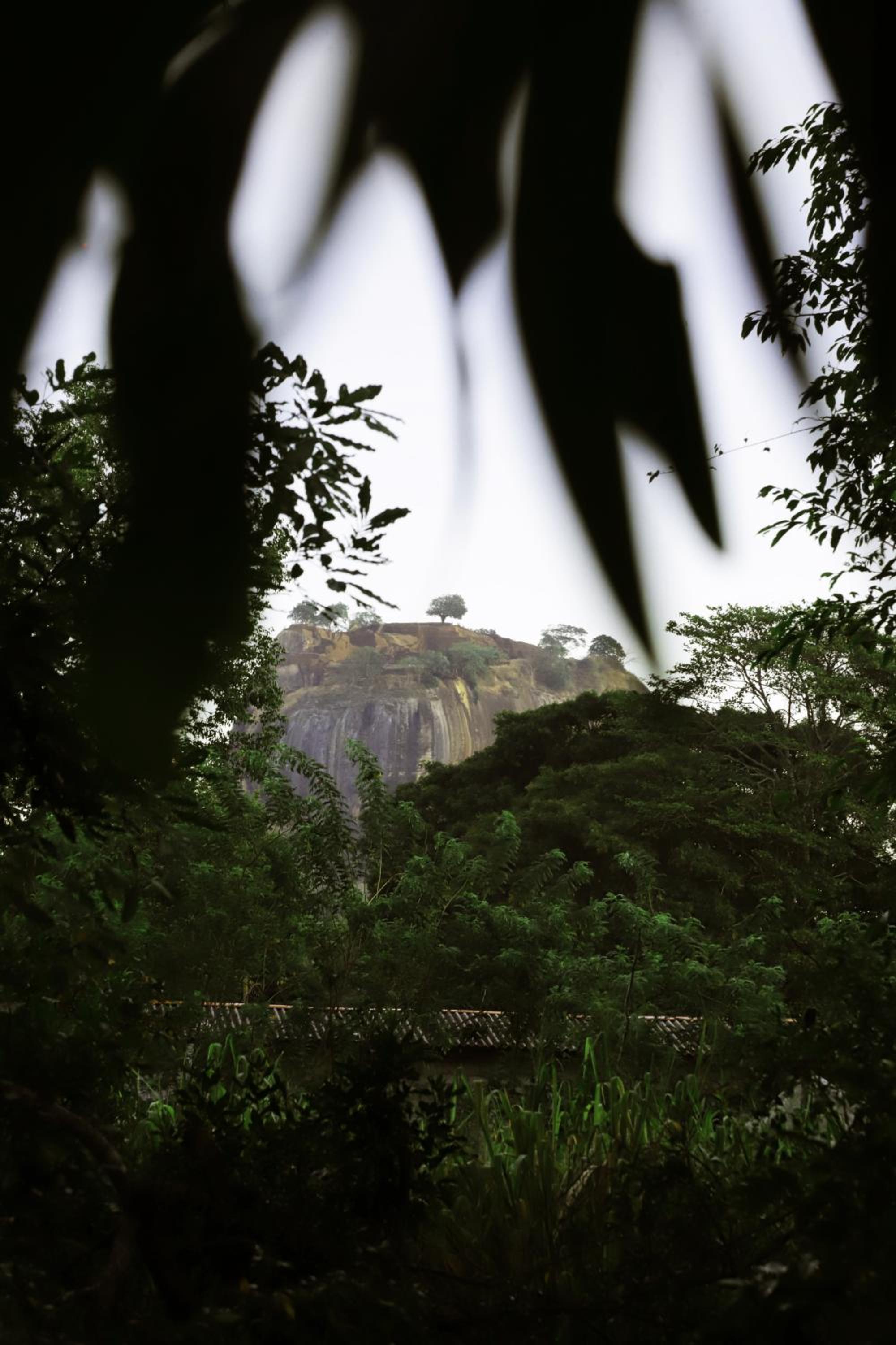 The Cattleya Guest House Sigiriya view 5
