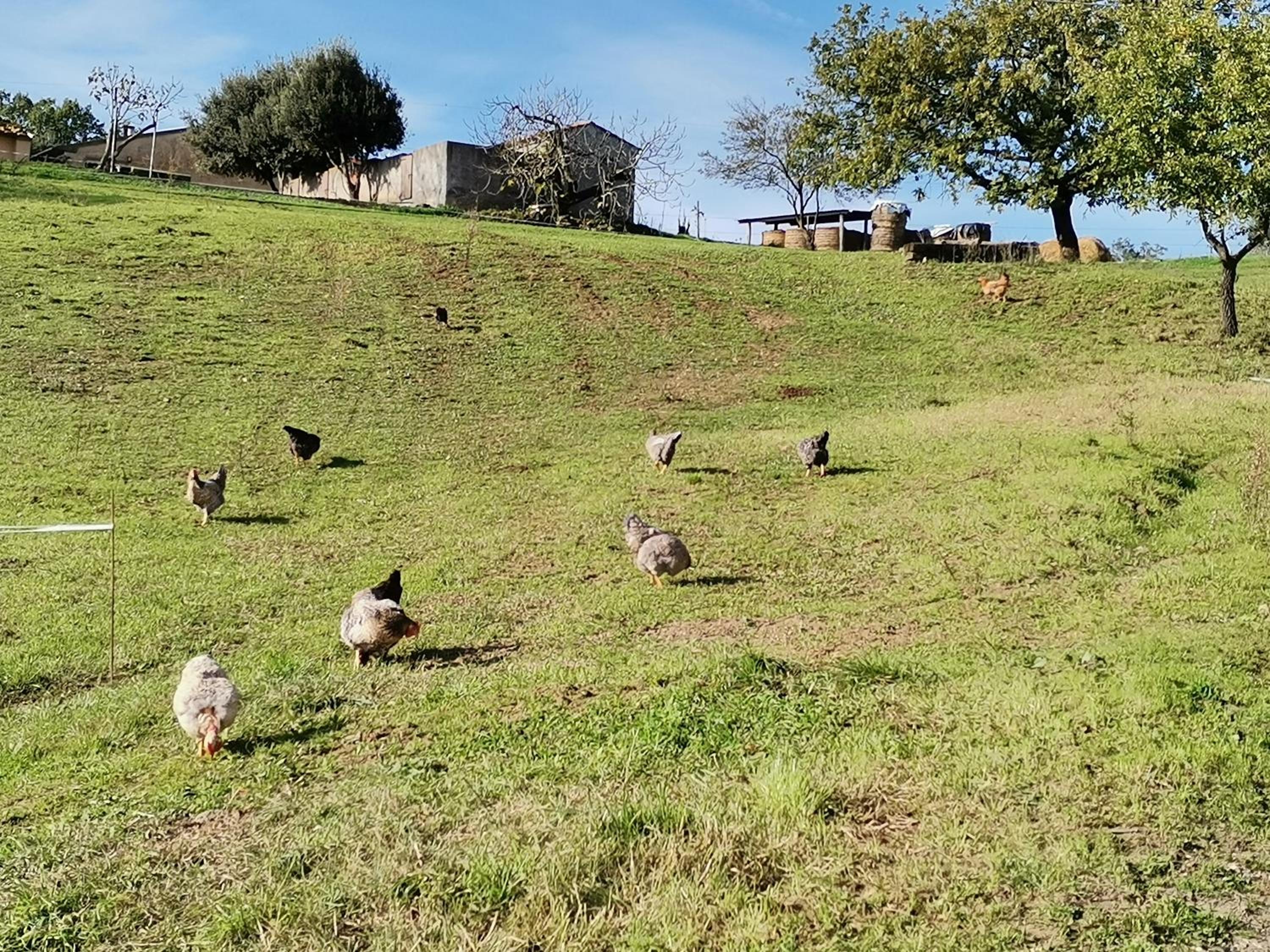 Agriturismo Campo alla Cantina appartamento Sulla