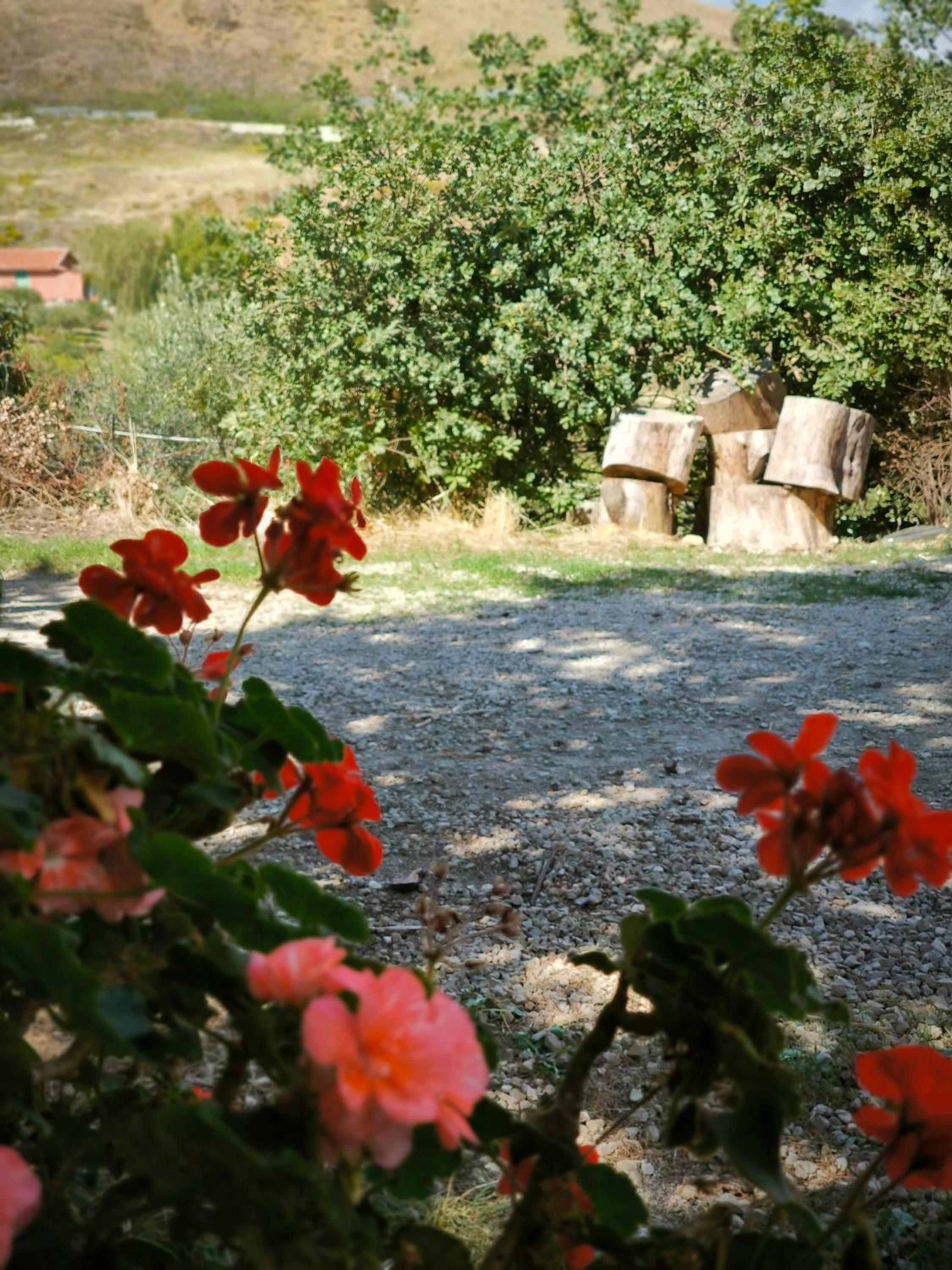 Country Dreams