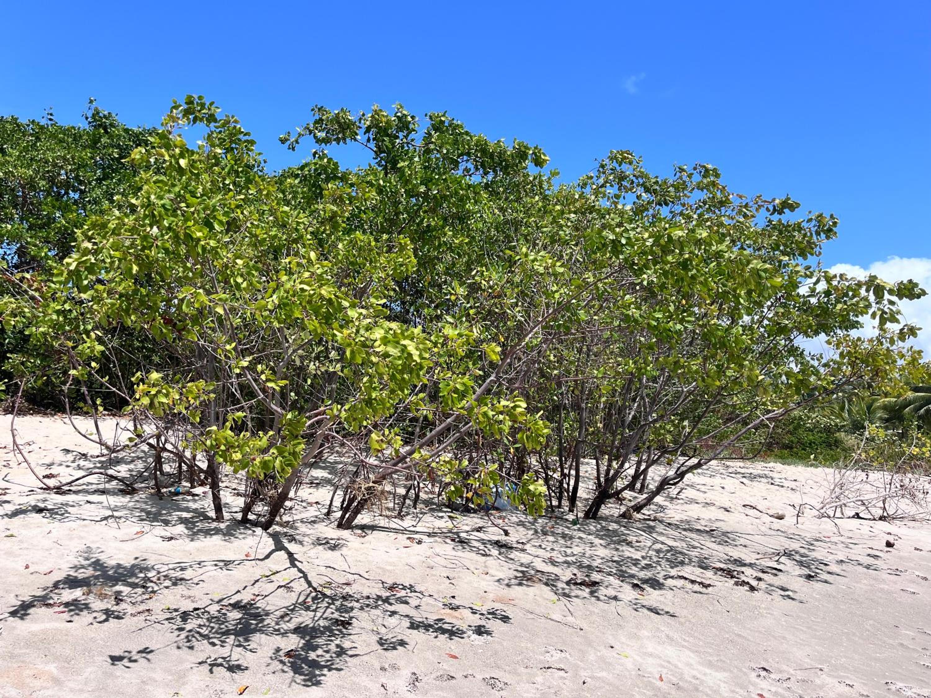 Recanto das Flores Suíte Master 2 en Maceió — other