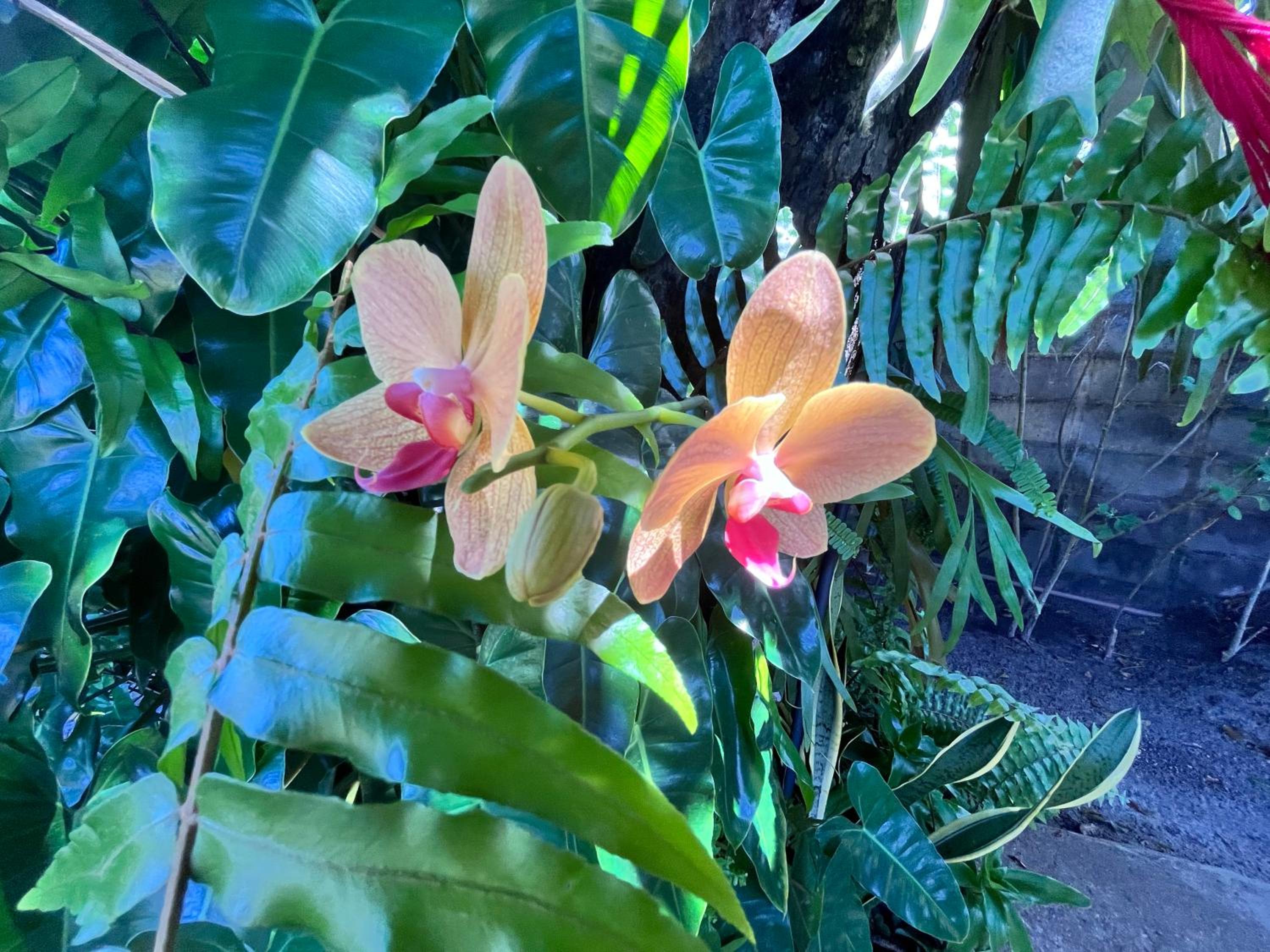 Recanto das Flores Suíte Master 2 en Maceió — other