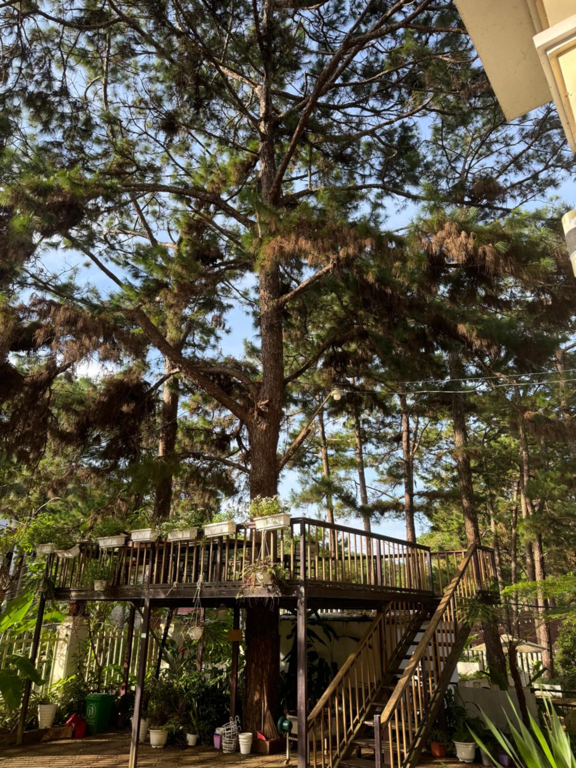 Chủ Nhật Homestay Măng Đen