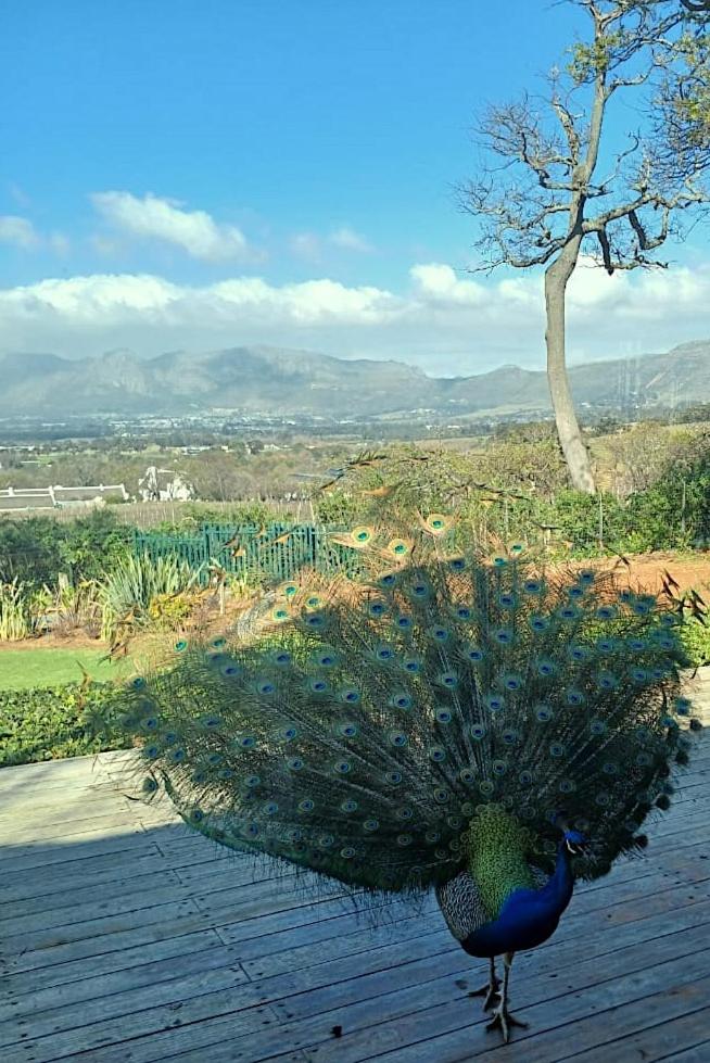 Cute one bedroom garden cottage - Wonderful views, Vineyard access, tranquil garden