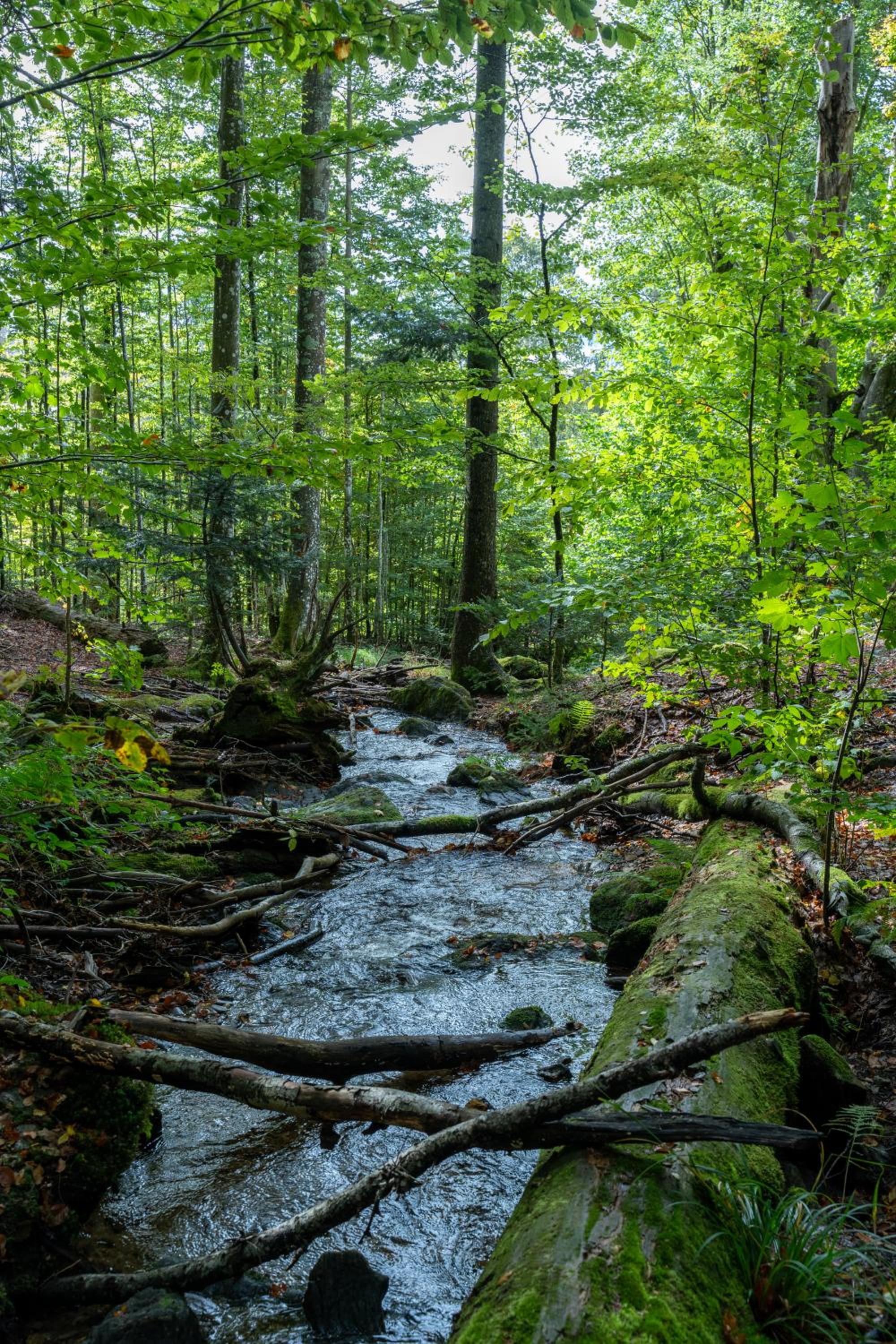 Großer Arber, Wandern & Sauna, Gemütliches Apartment im Nationalpark Bayerischen Wald