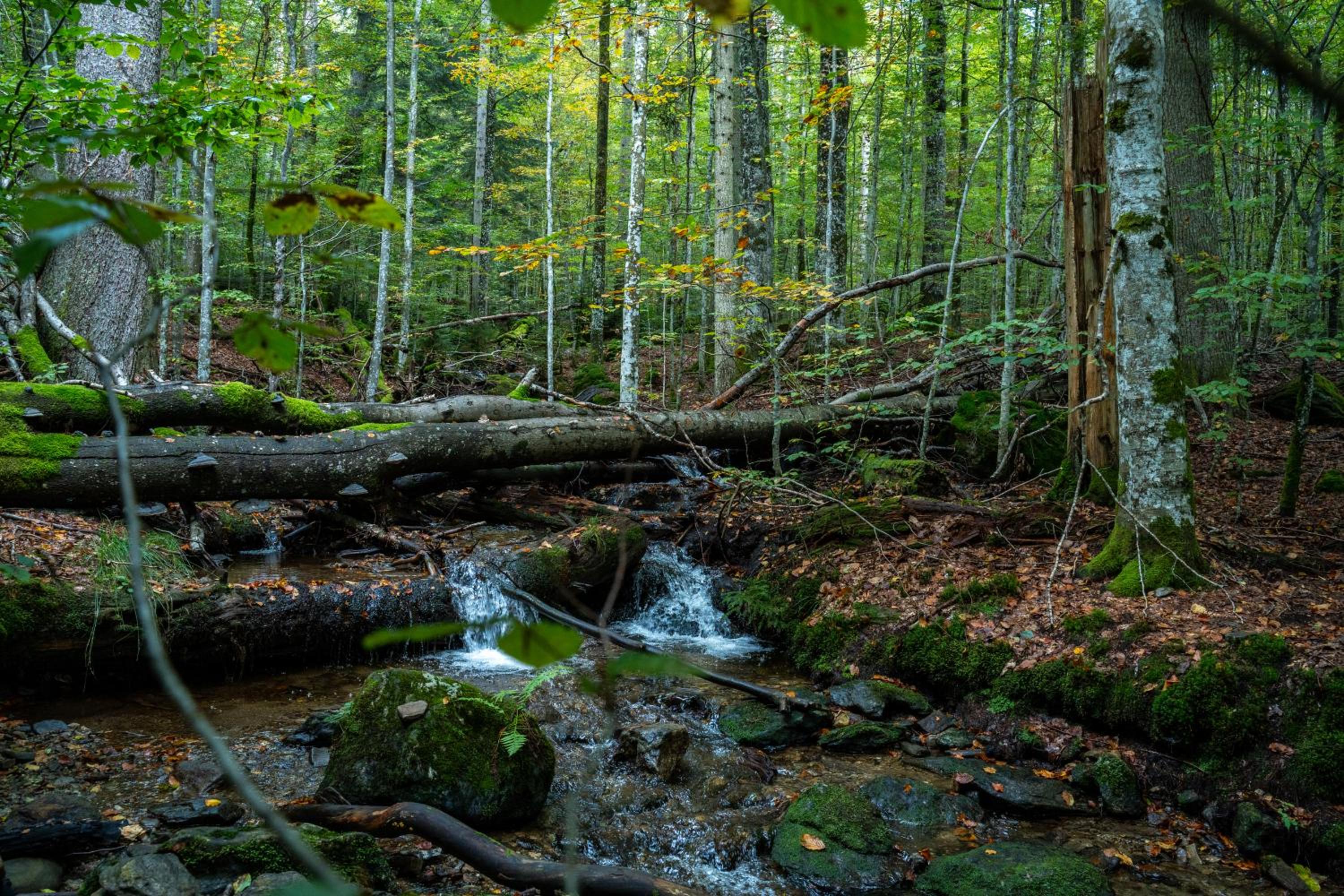 Großer Arber, Wandern & Sauna, Gemütliches Apartment im Nationalpark Bayerischen Wald