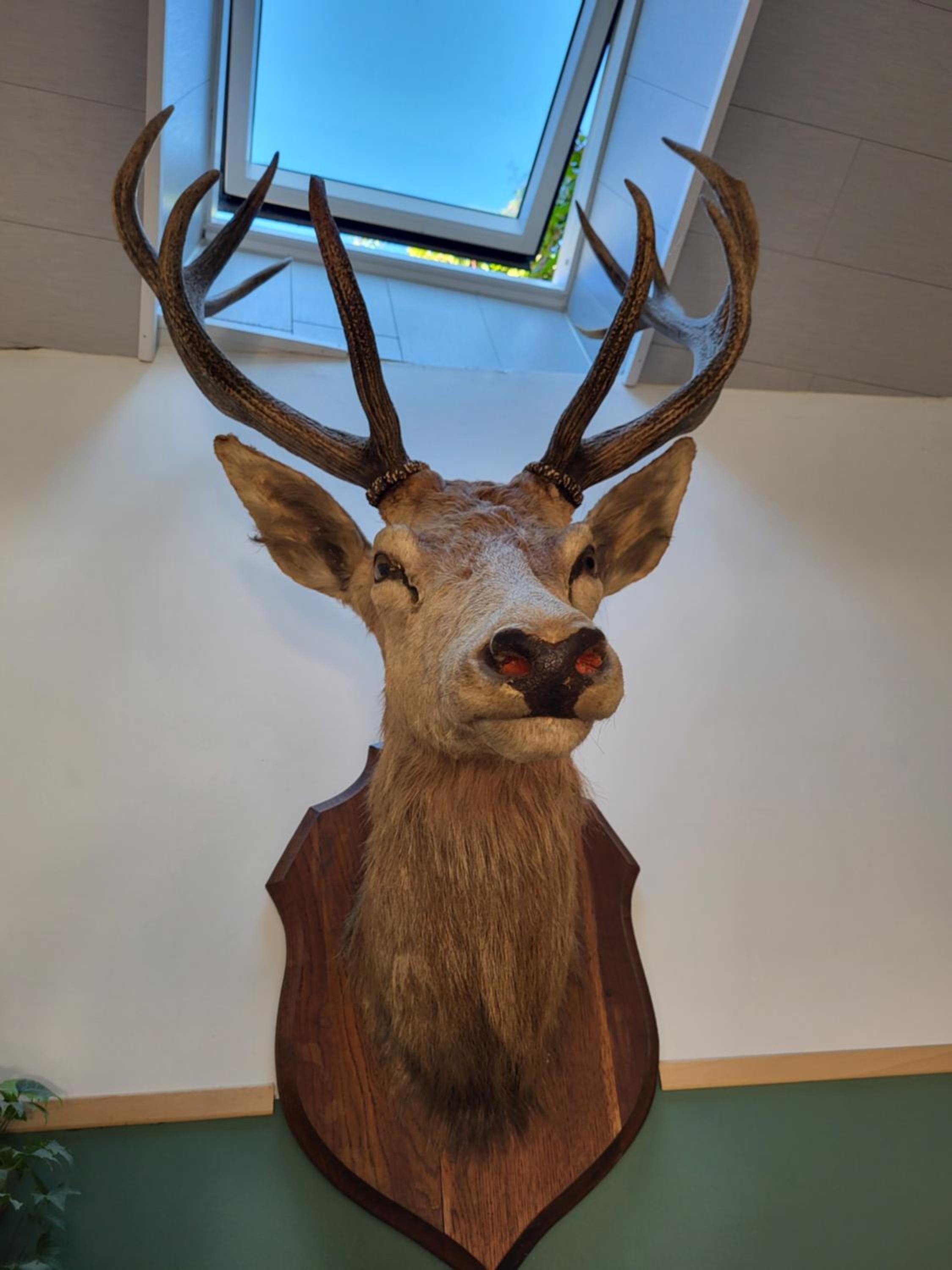 Le Grand Cerf gîte citadin
