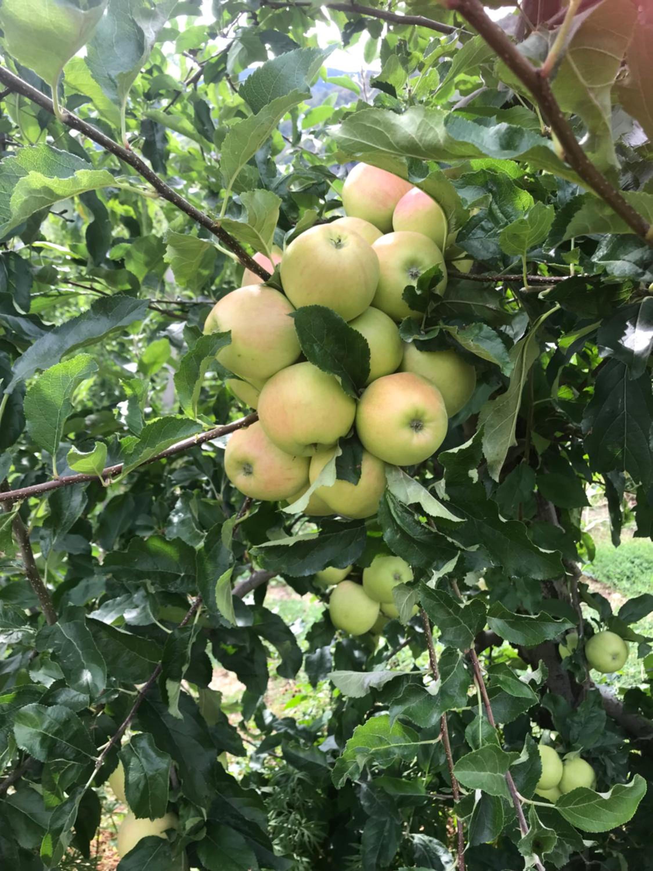 Valtellinda