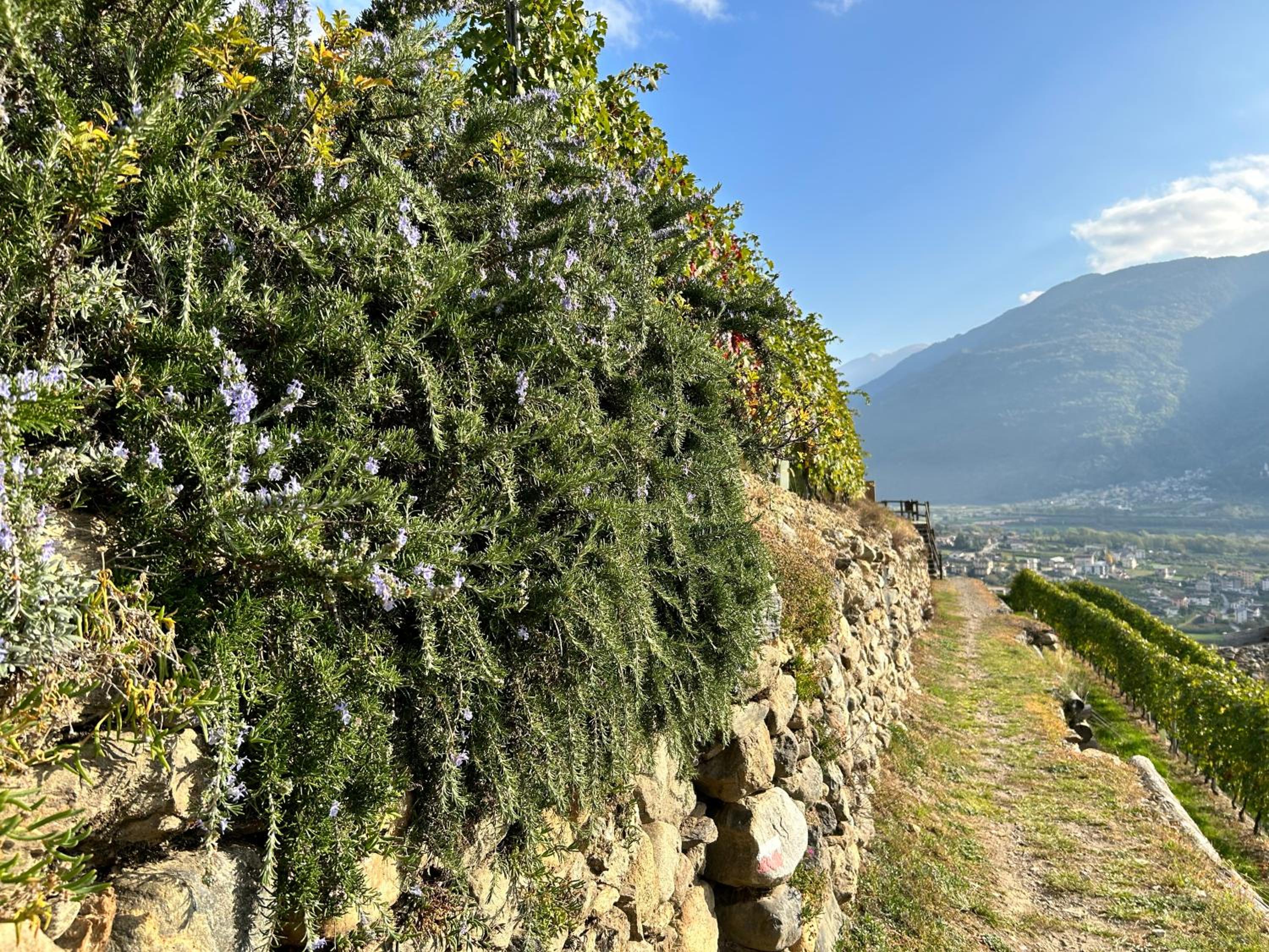 Valtellinda
