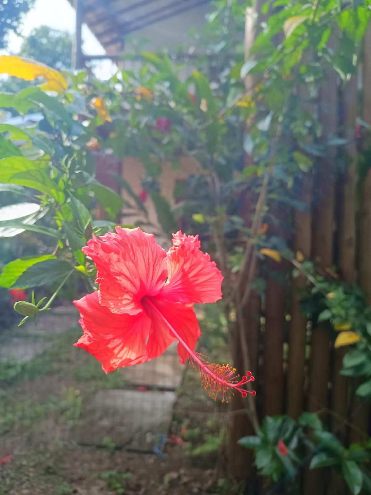 Casa Flor de Dendê, Serra Grande, Bahia