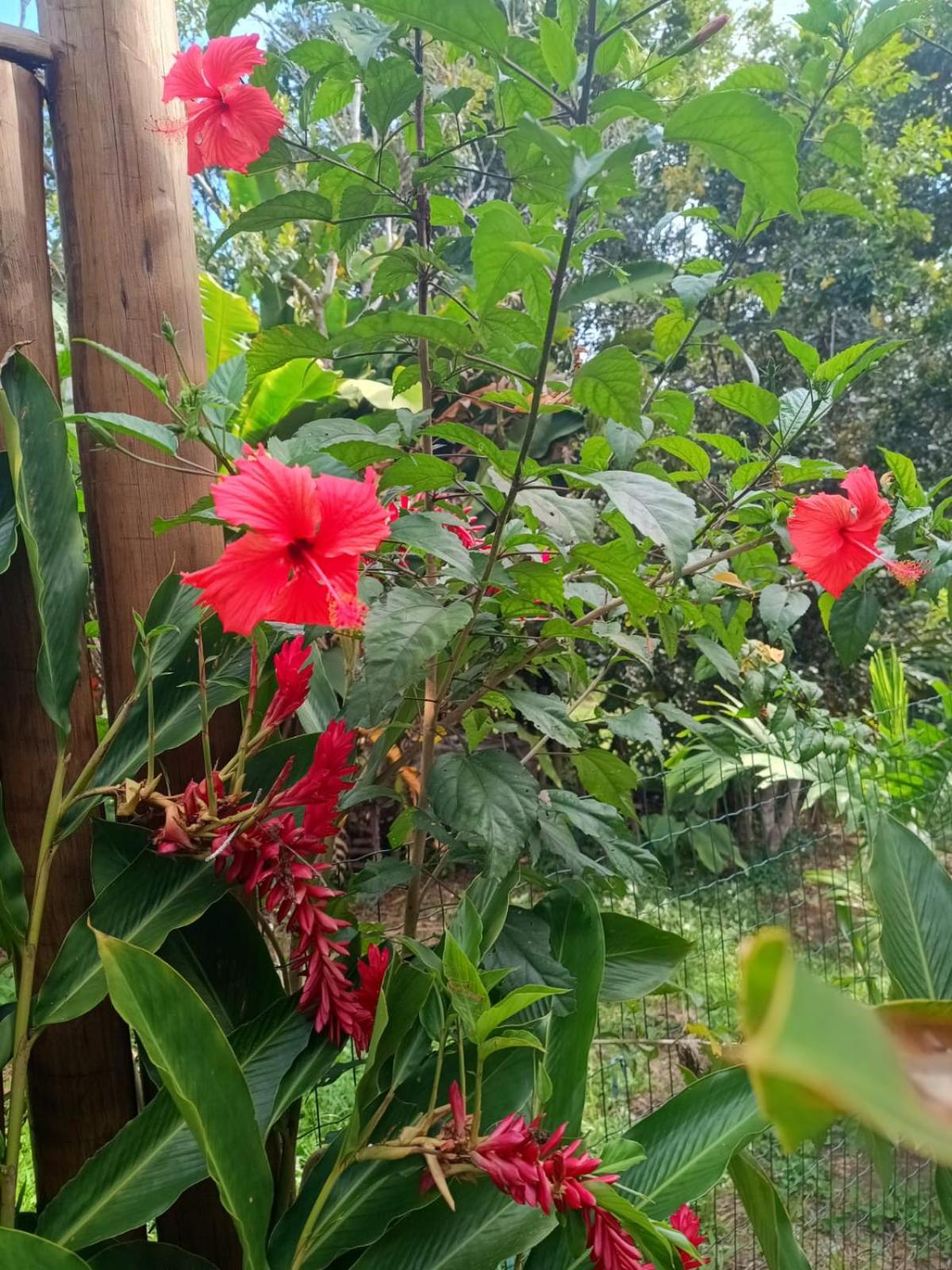 Casa Flor de Dendê, Serra Grande, Bahia