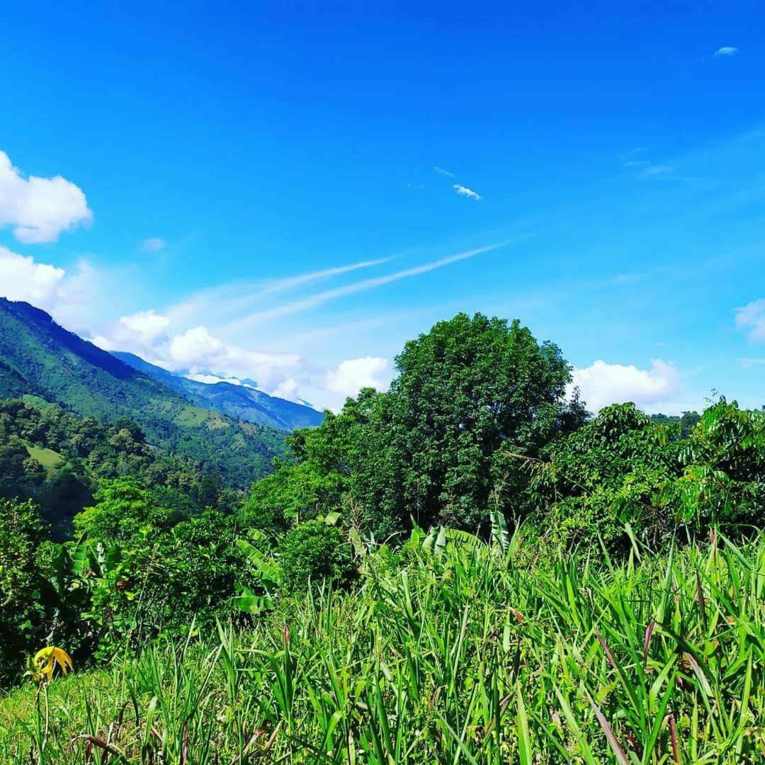 Casa Del Árbol Con Hermosa Vista Pijao Quindío