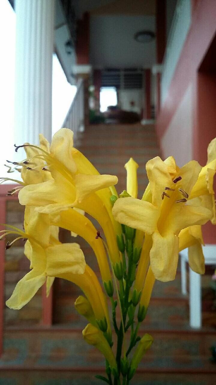 Lampang Lanna Home