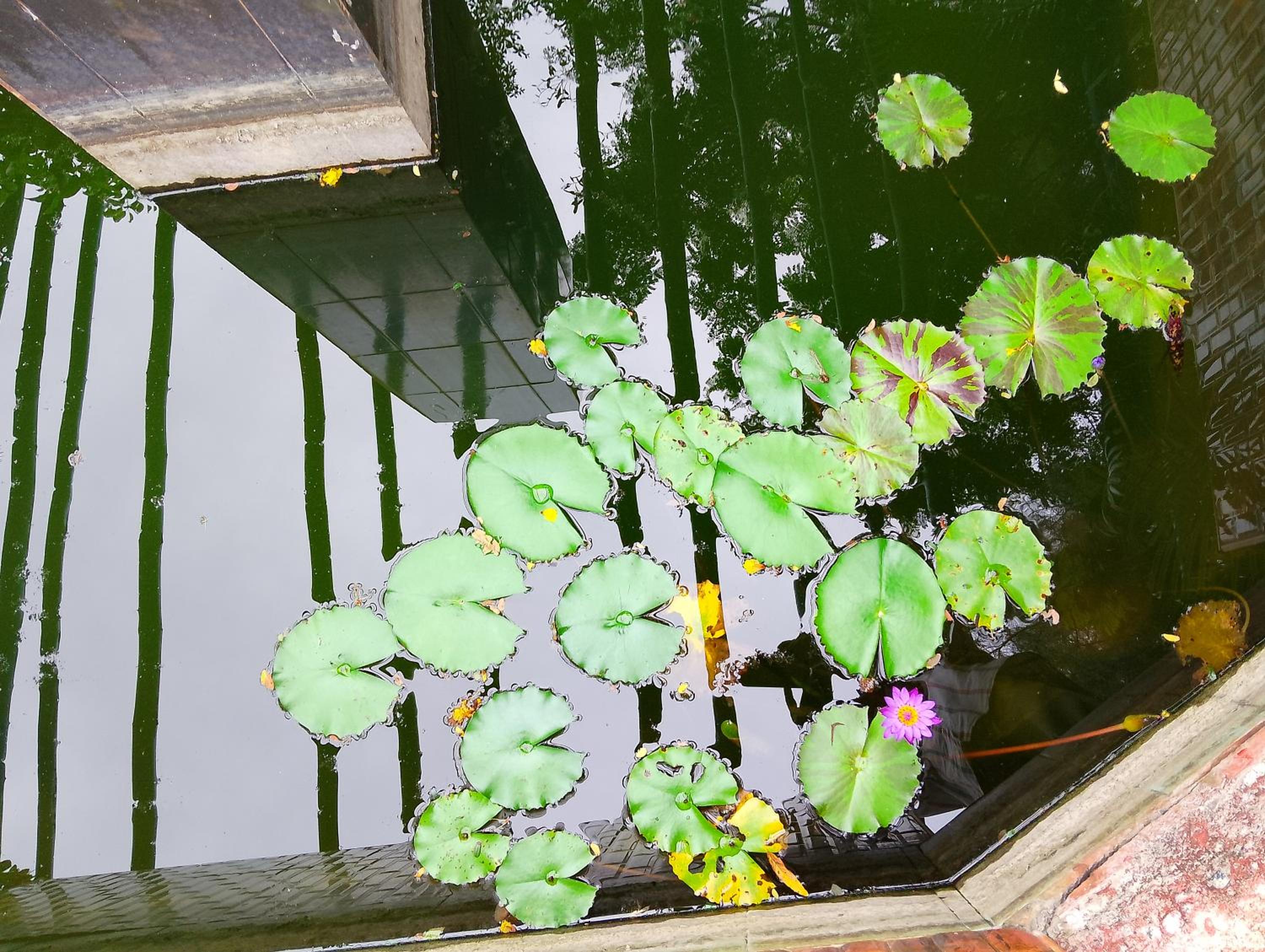 Coral House