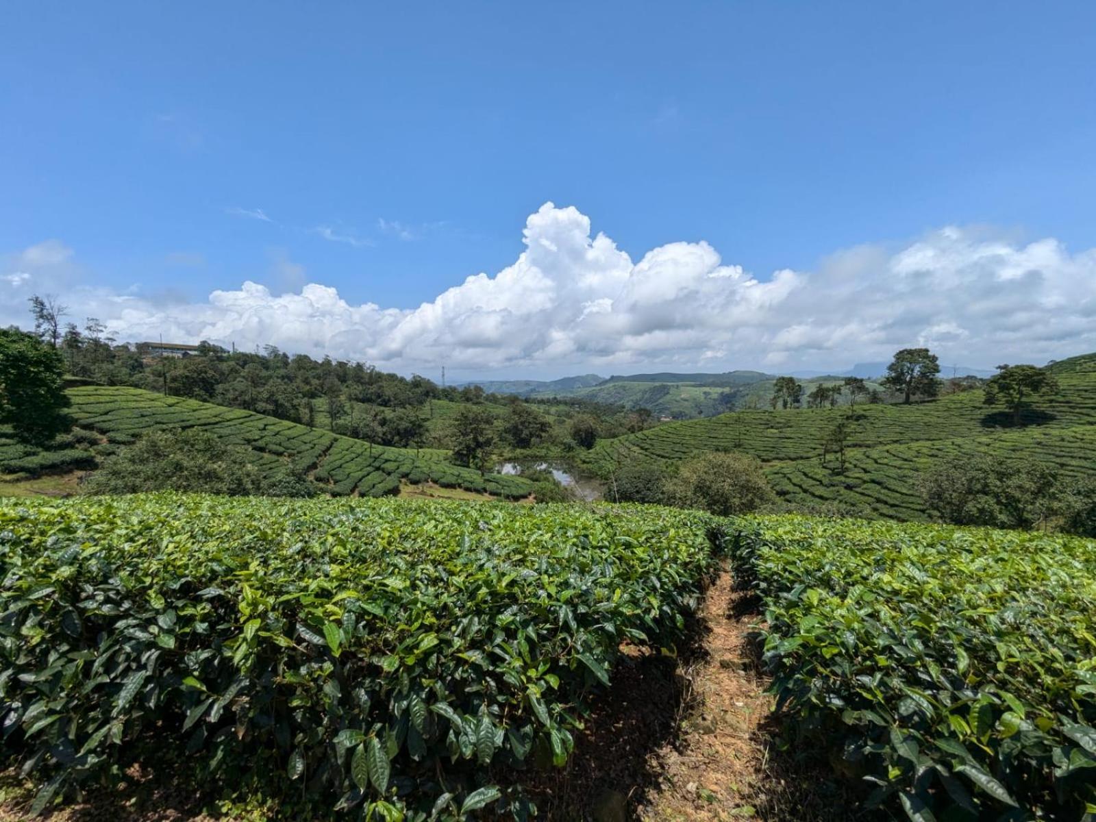 Hill garden homestay,Vagamon view 4