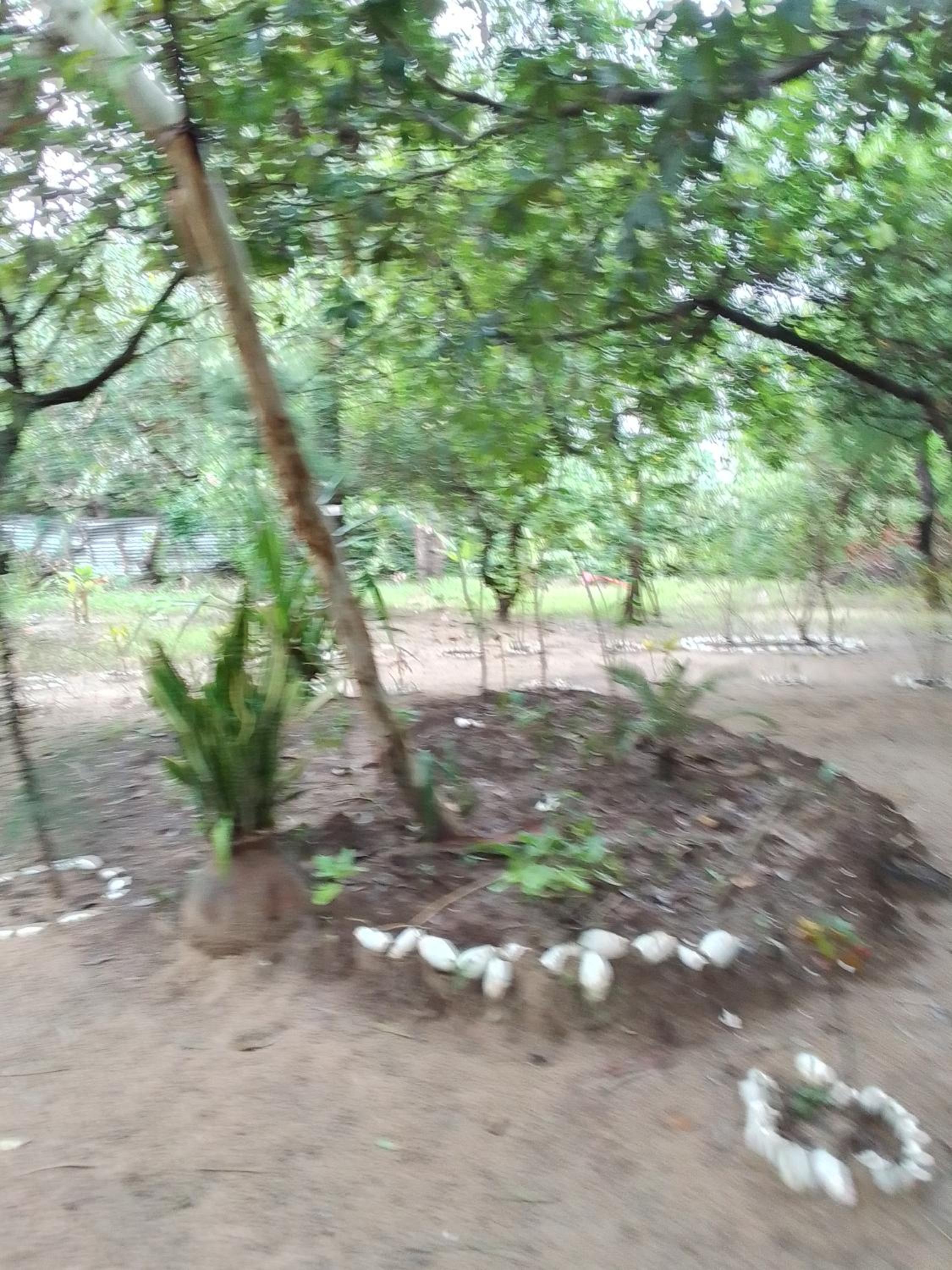 Little Baobab view 4