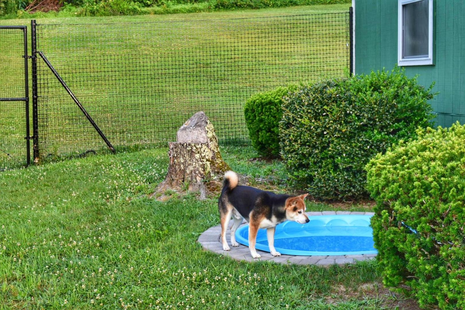Fenced Yard Chalets from Good Dog Vacations at Big Valley Resort