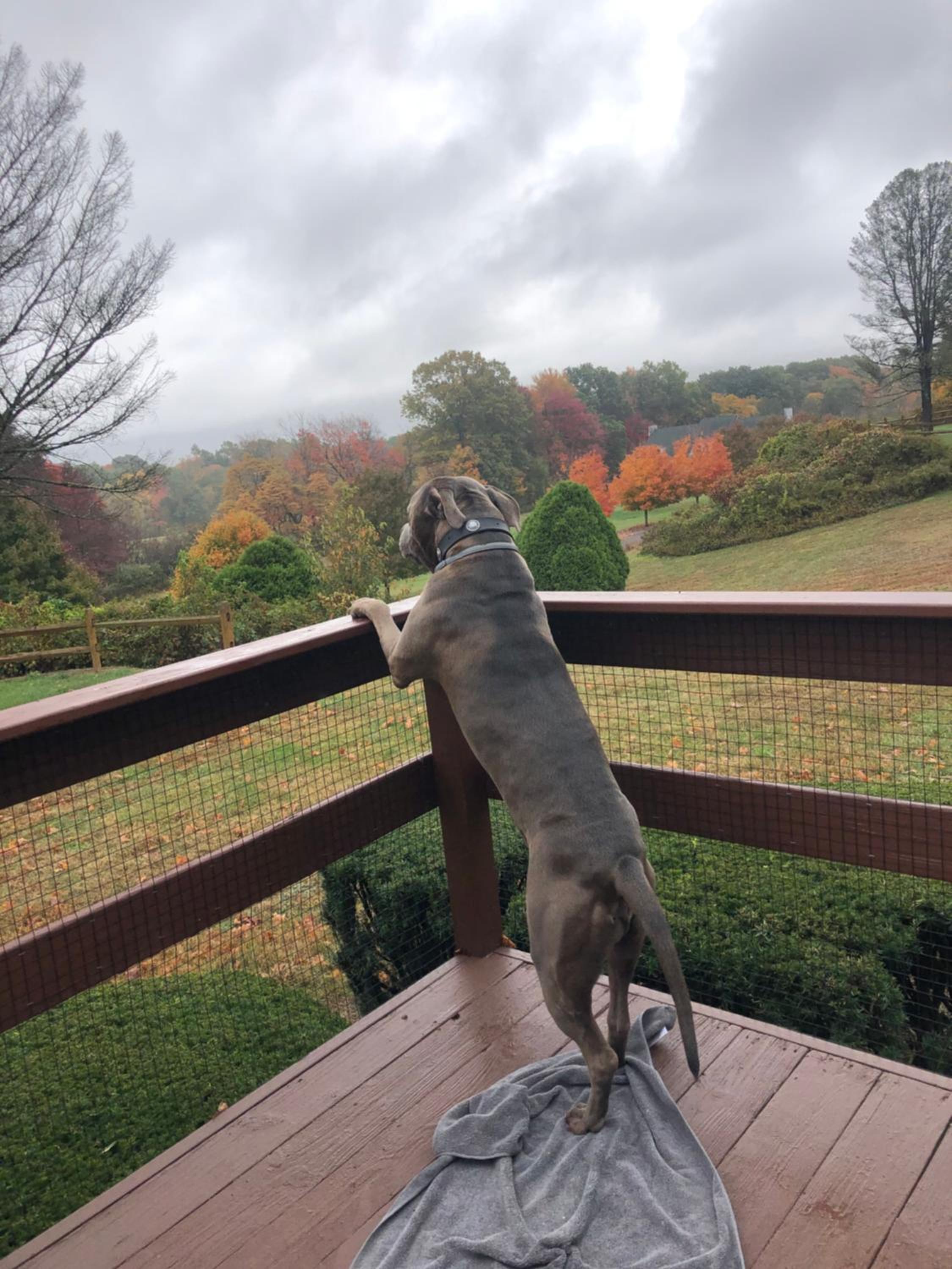 Fenced Yard Chalets from Good Dog Vacations at Big Valley Resort