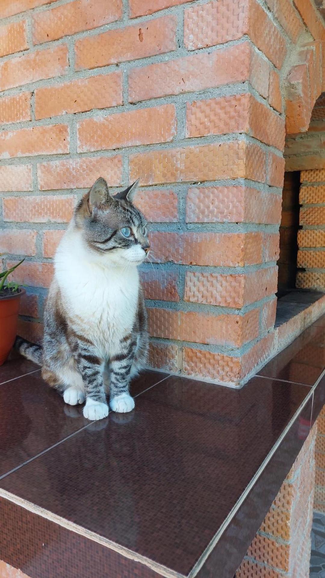 Casa Elvis