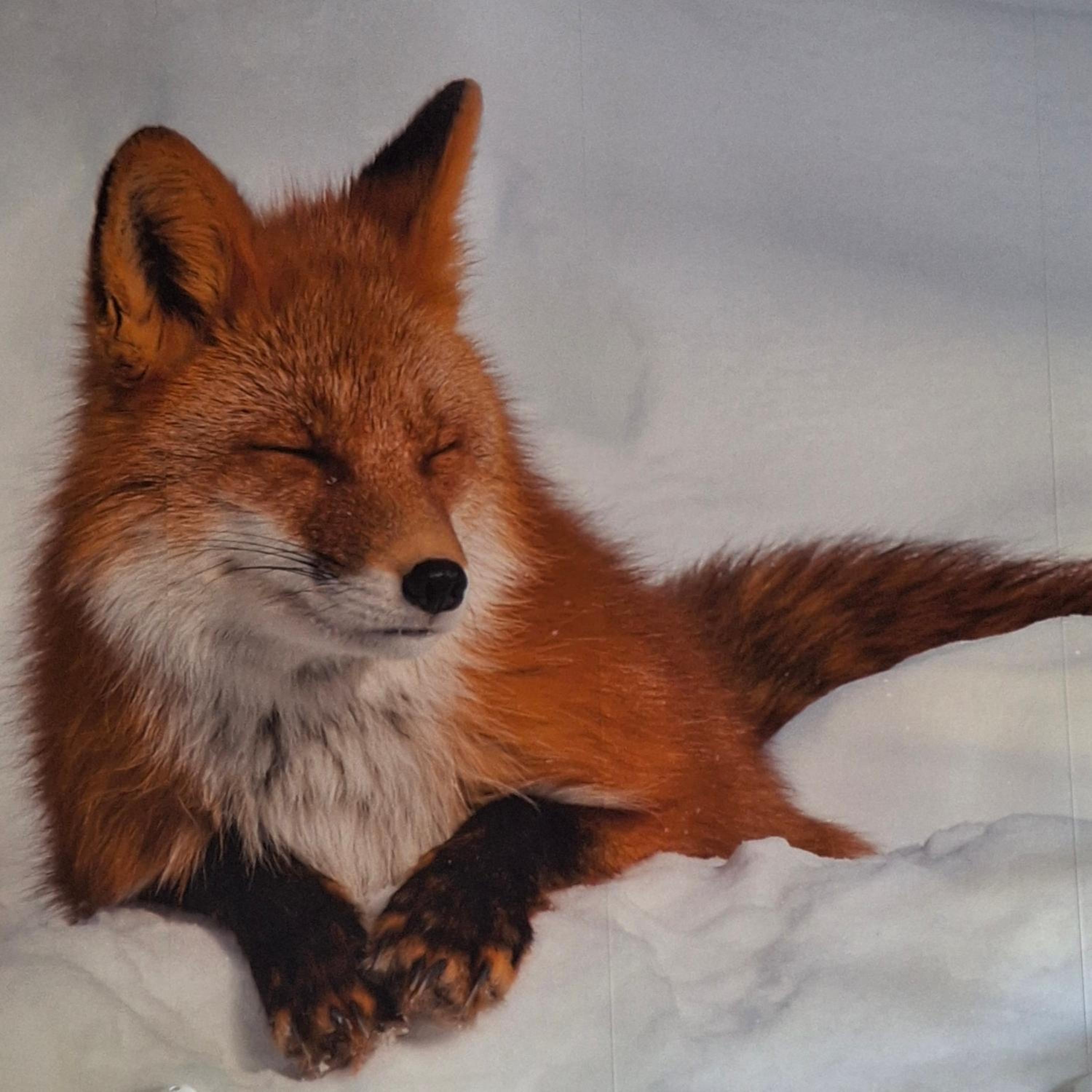 Le Renard'or
