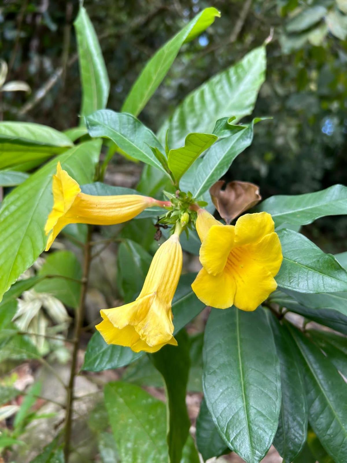 Cantinho da serra