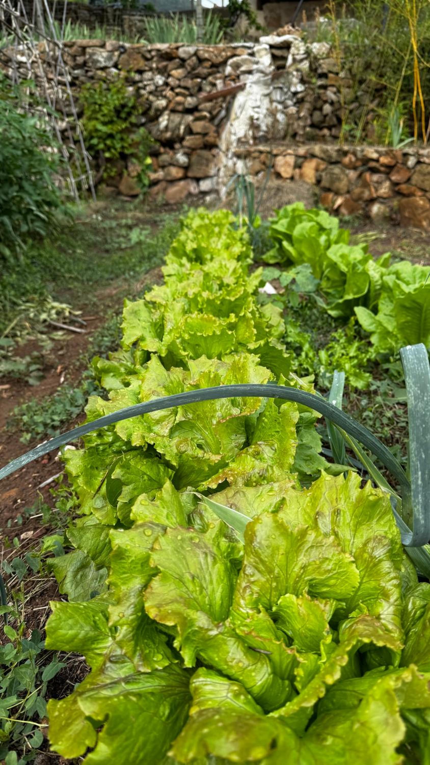 Albergue Mas de la Montaña del Cocodrilo