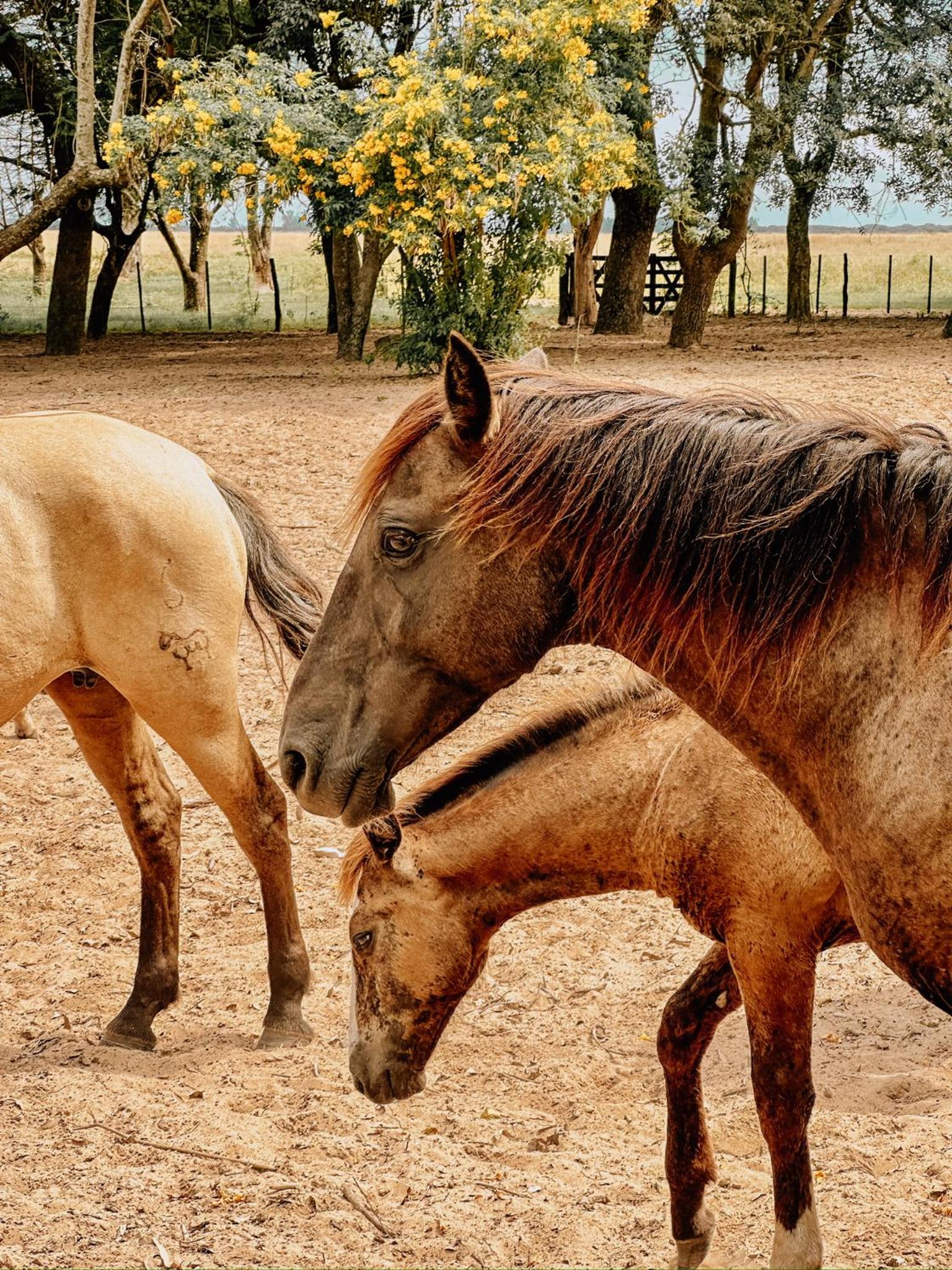 Estancia Buena Vista