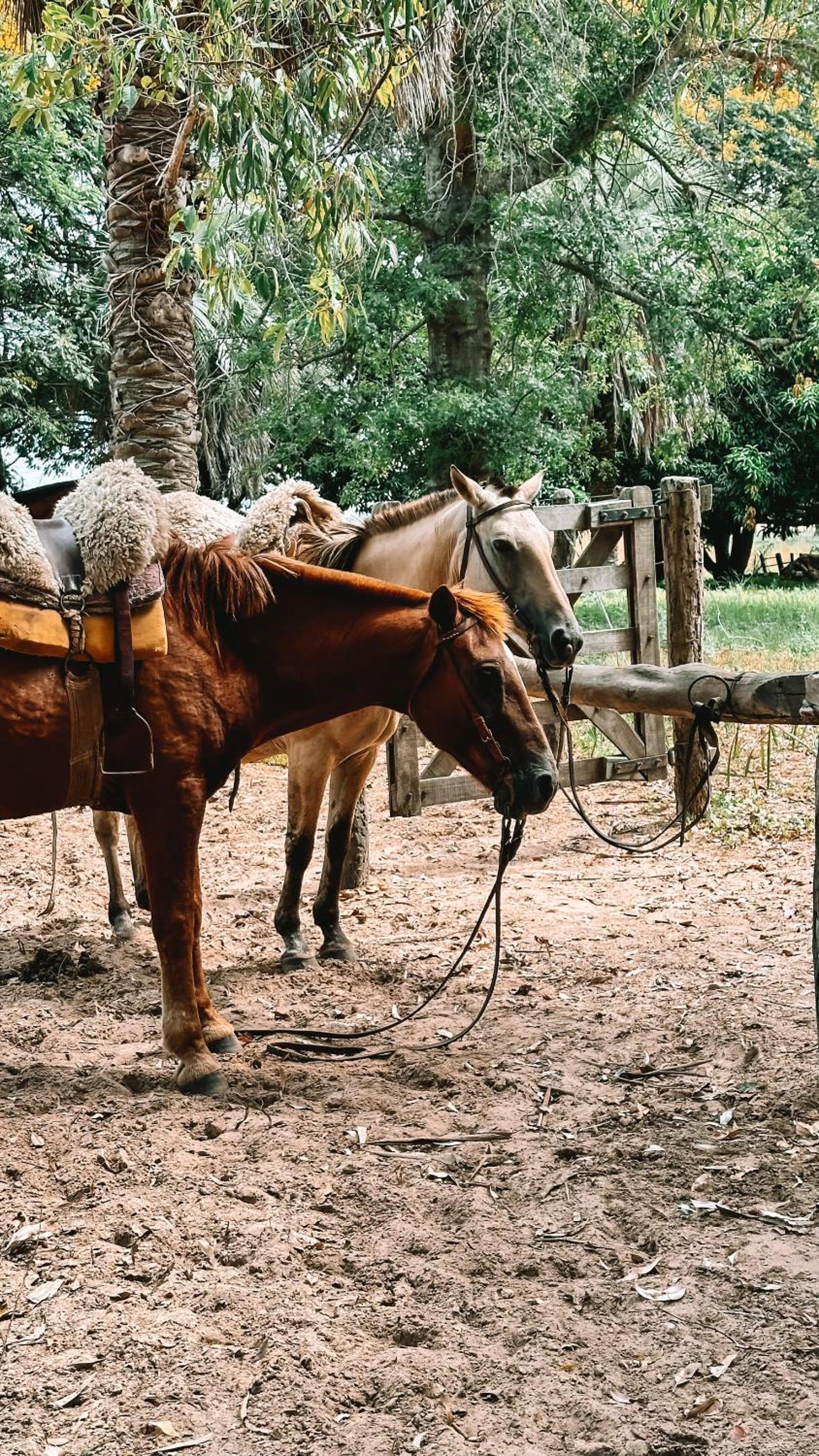 Estancia Buena Vista