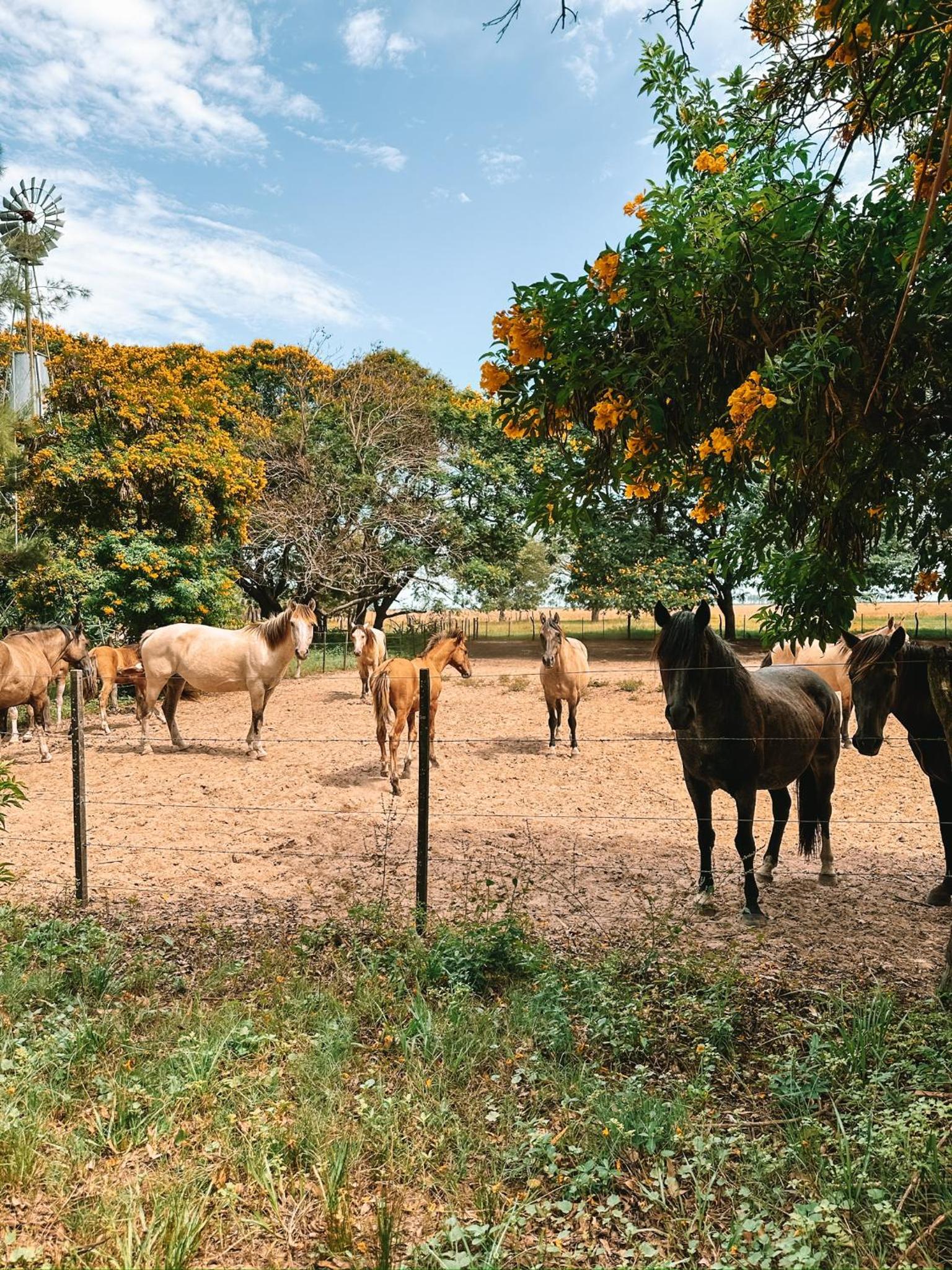 Estancia Buena Vista
