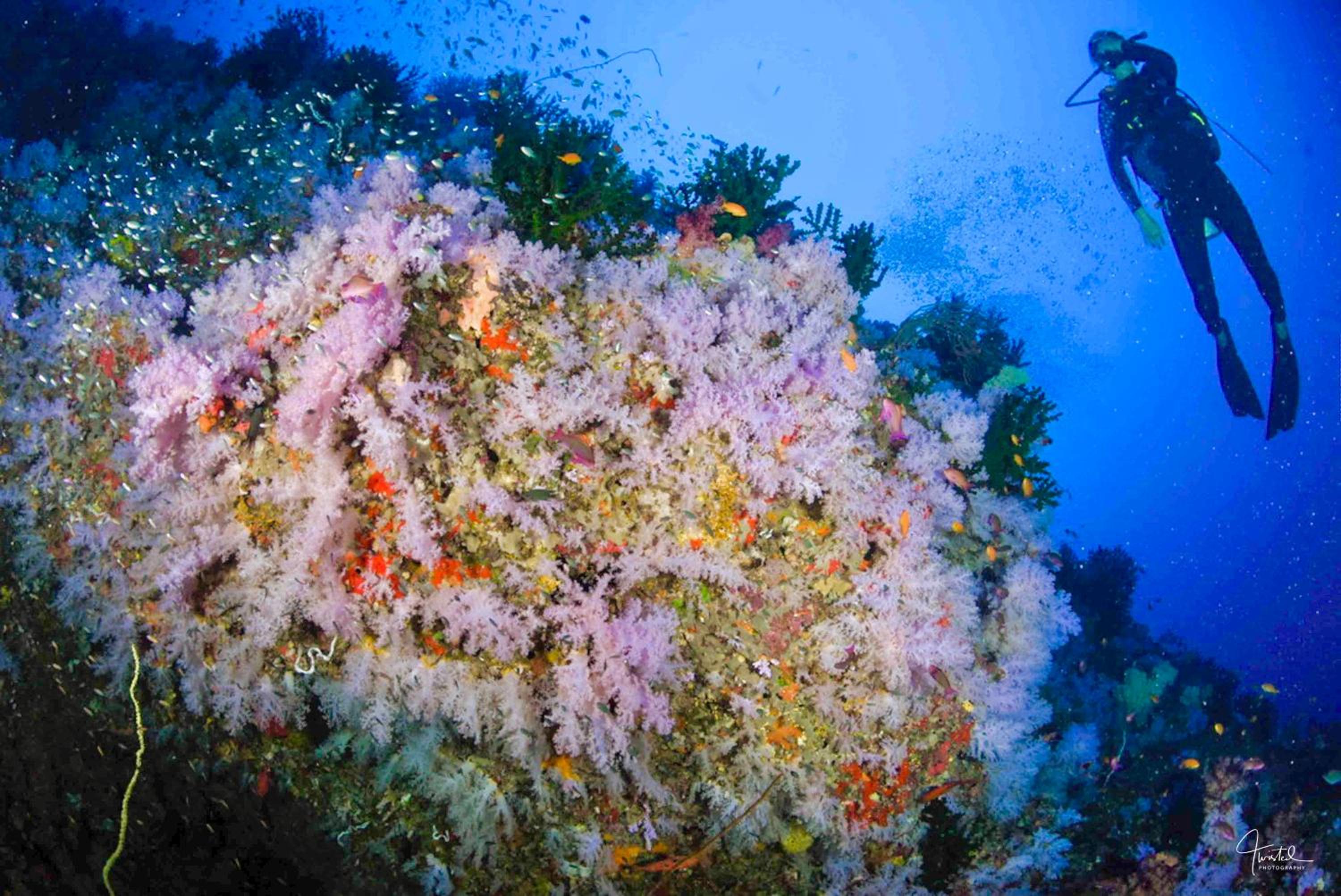 Viani Bay Dive Resort across from Taveuni