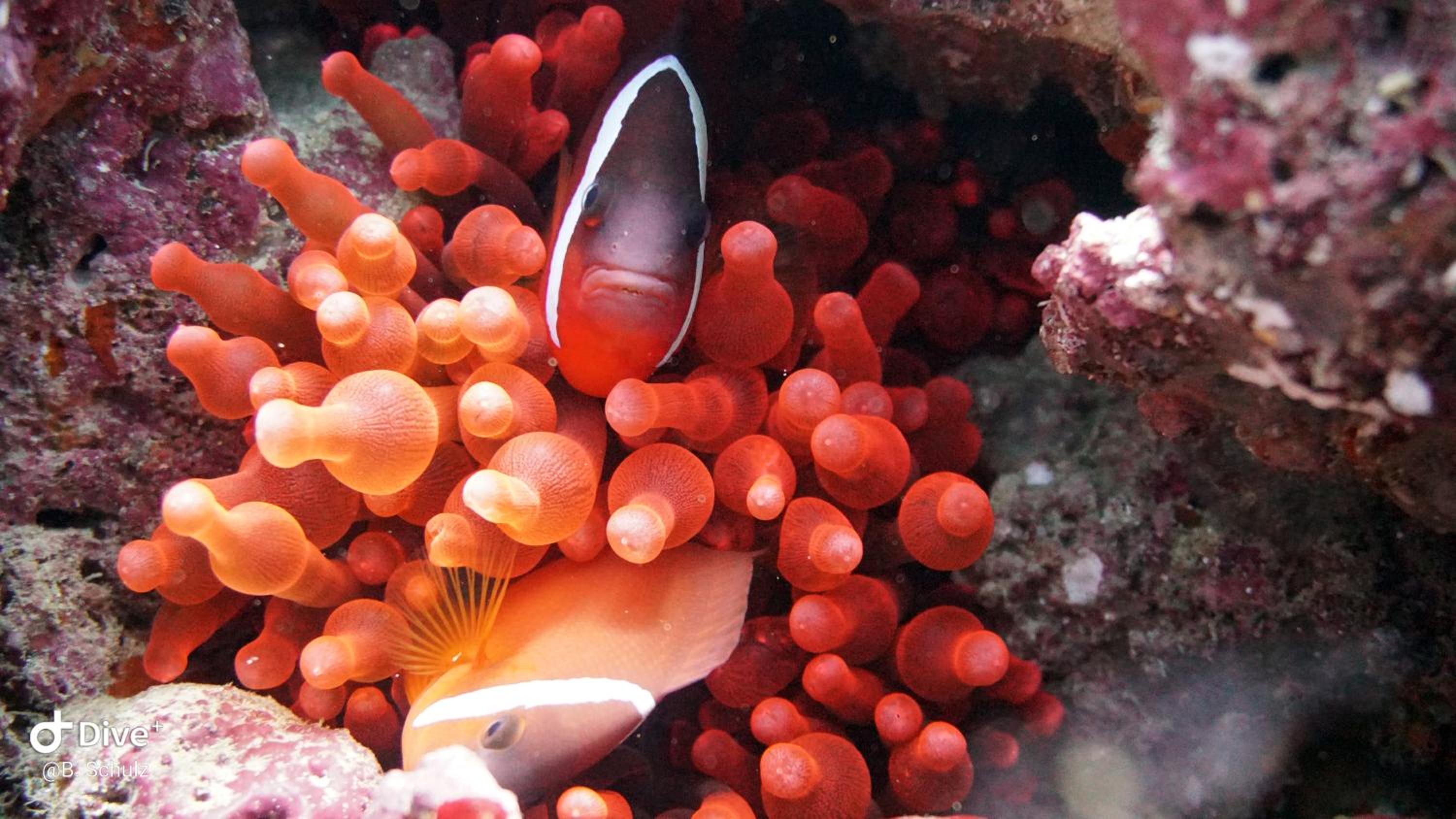 Viani Bay Dive Resort across from Taveuni