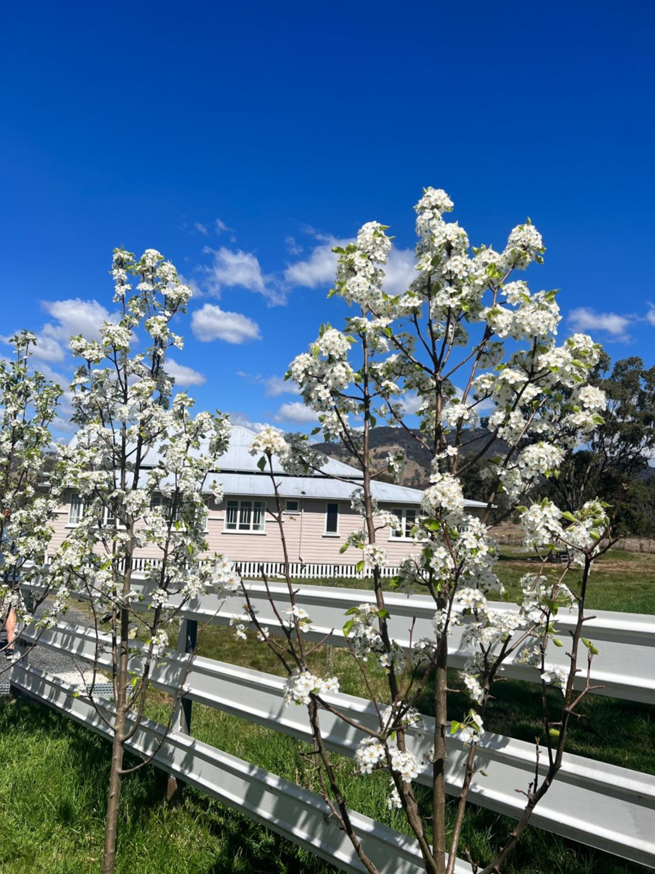 Pretty Pink Queenslander - Spectacular Views, Space and Serenity