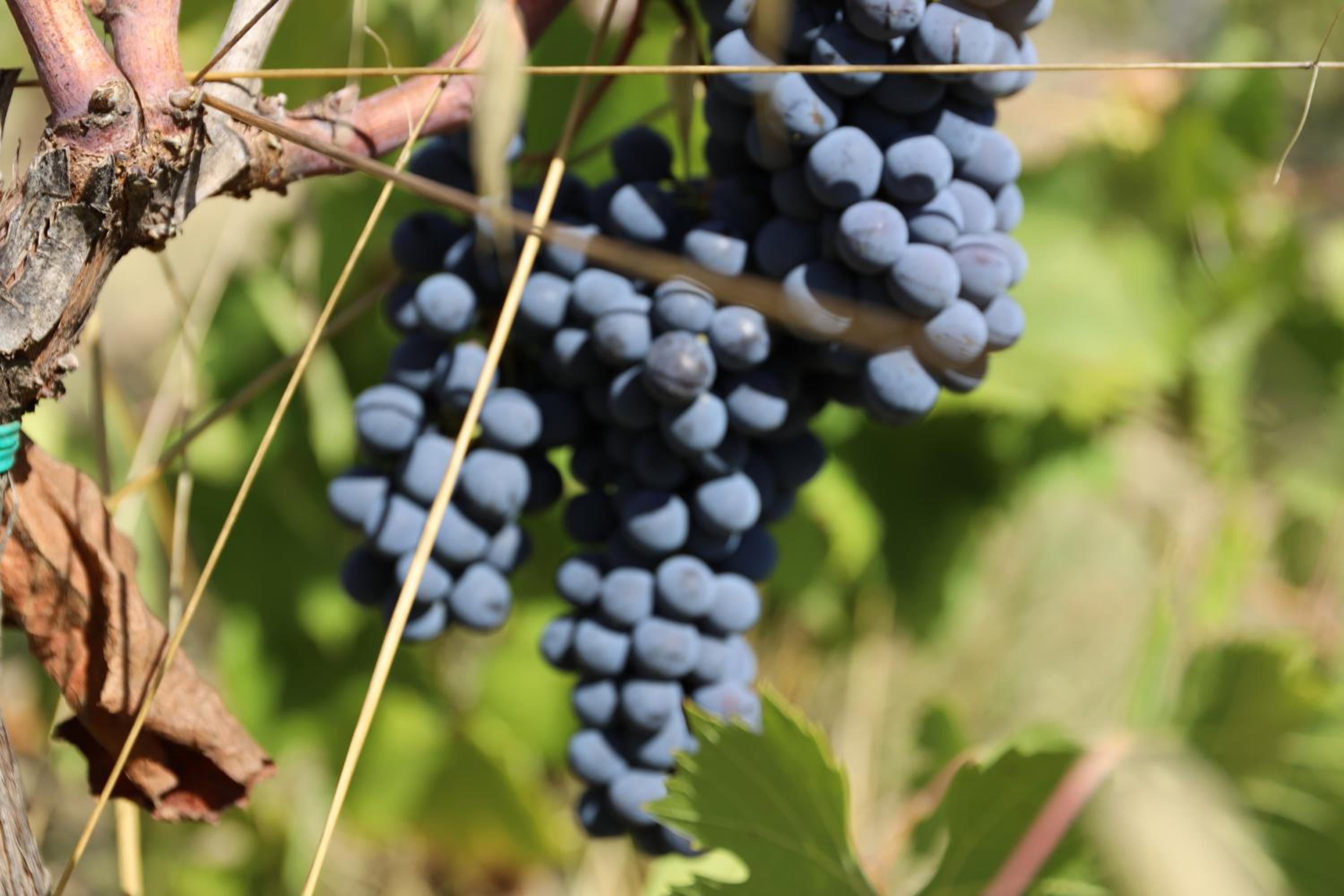 Podere Giglio
