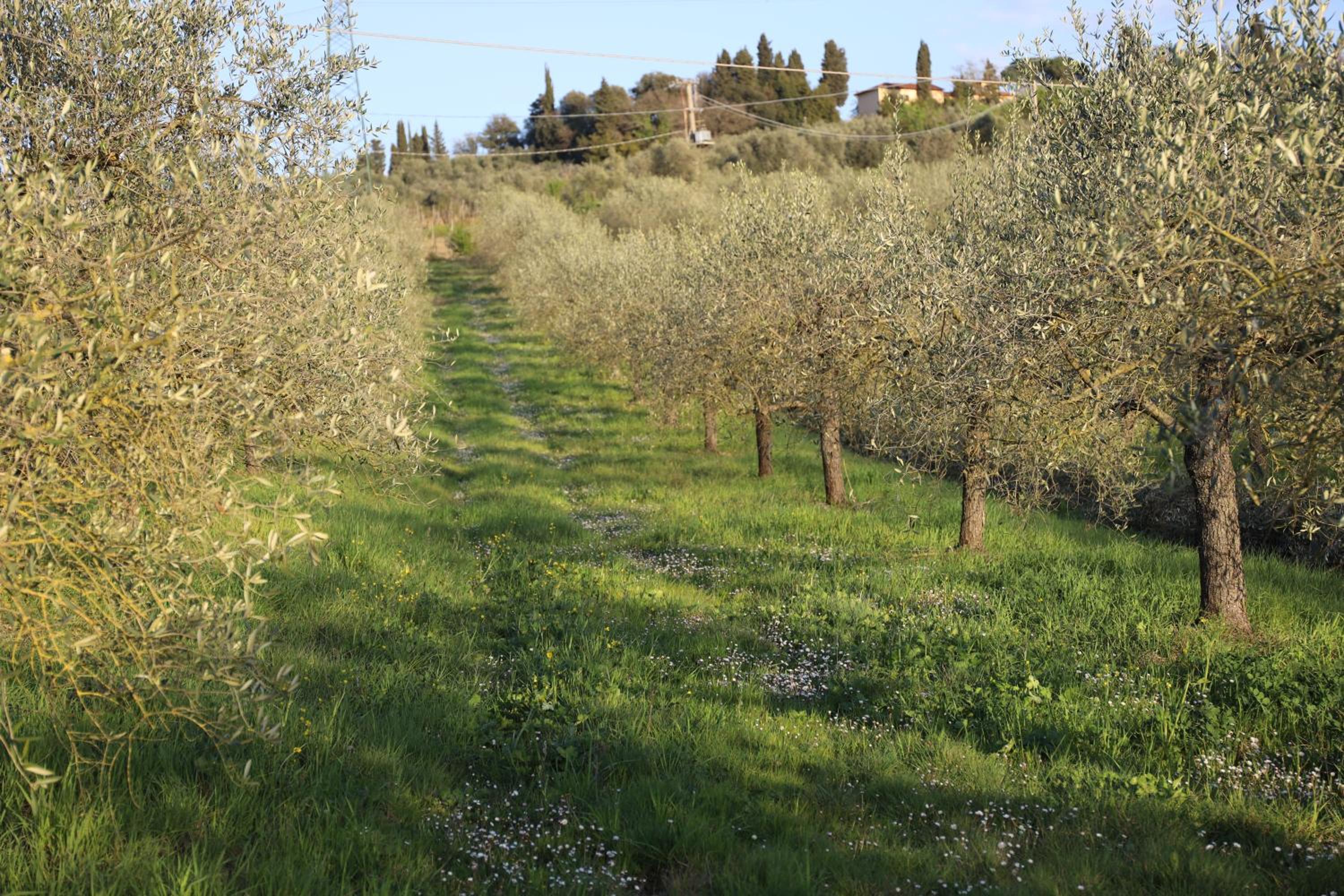 Podere Giglio
