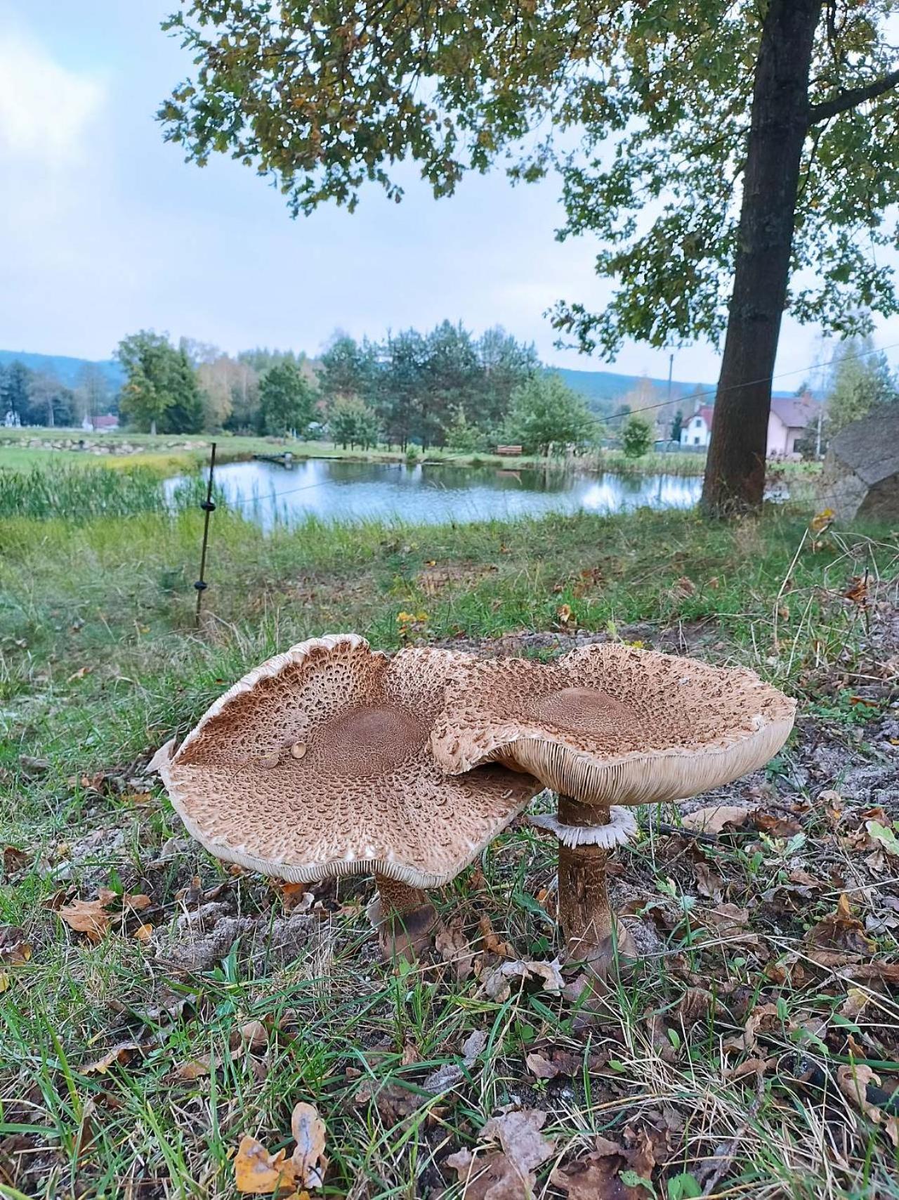 Klidná lokalita Na kraji lesa, celý dům s úschovnu kol